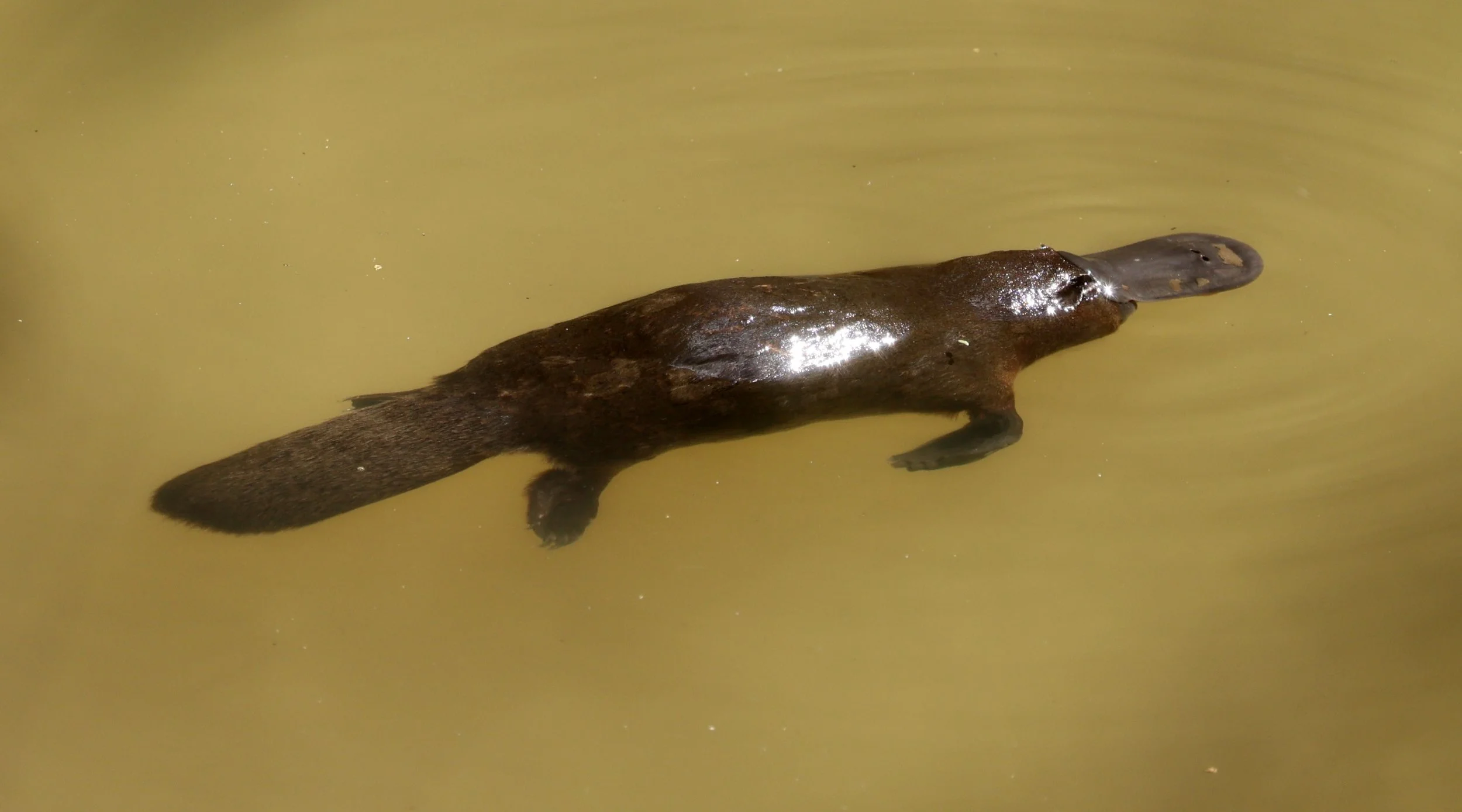 Platypus (Ornithorhynchus anatinus) Yungaburra Peterson Creek - Queensland 