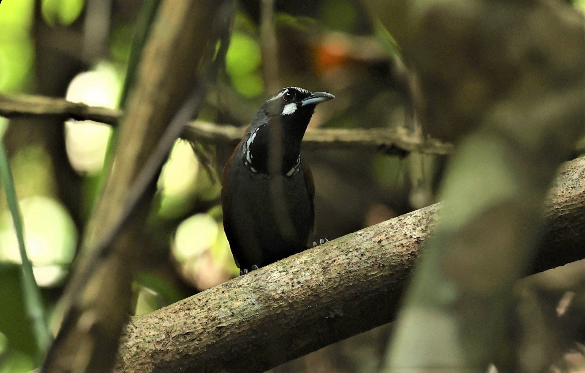 BABBLER- BLACK-THROATED BABBLER - Stachyris nigricollis - KRUNG CHING, KHAO LUANG NP NST, APRIL 2022 (33).jpg