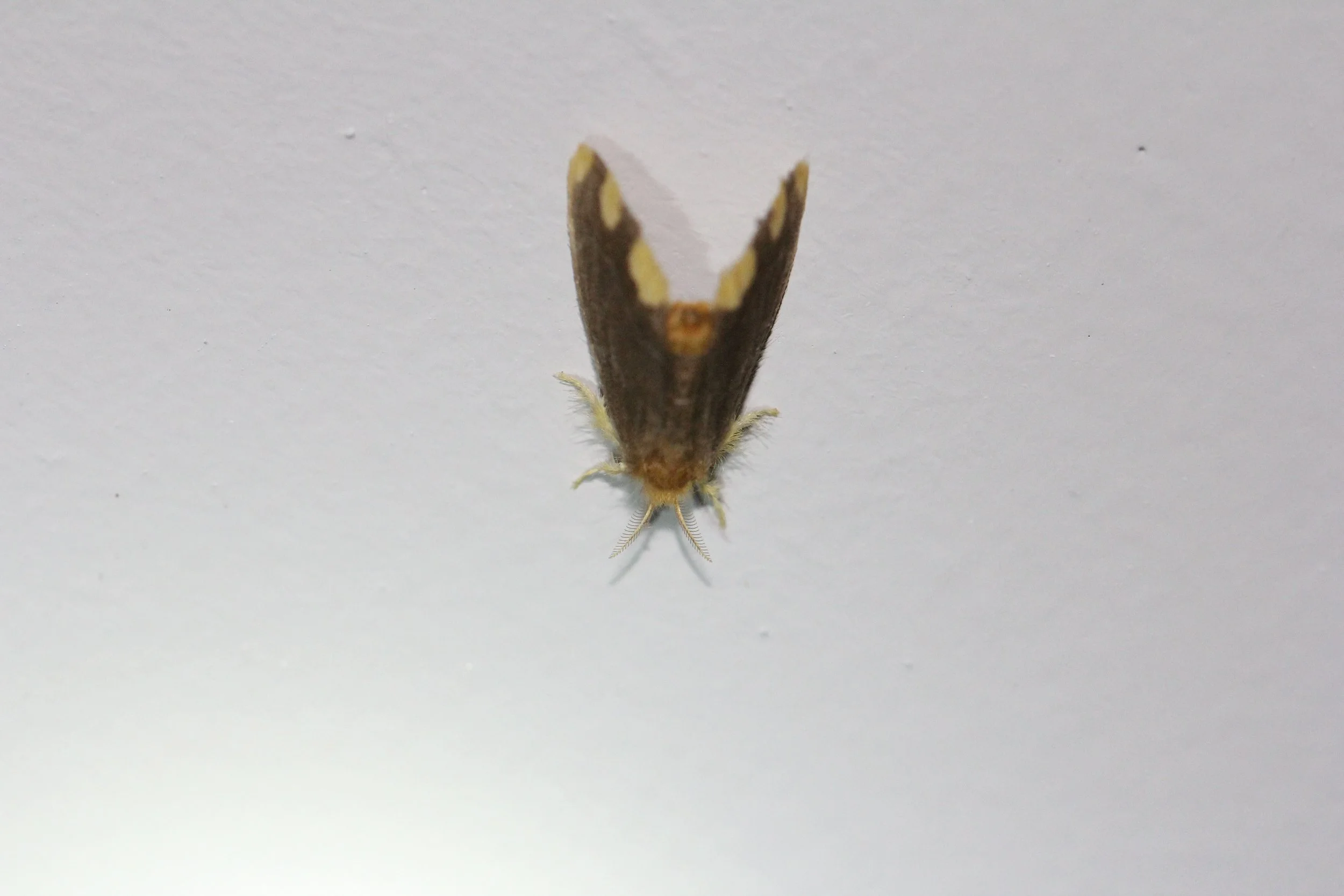 Arctiidae - Lyclene species - Koh Lanta, Thailand