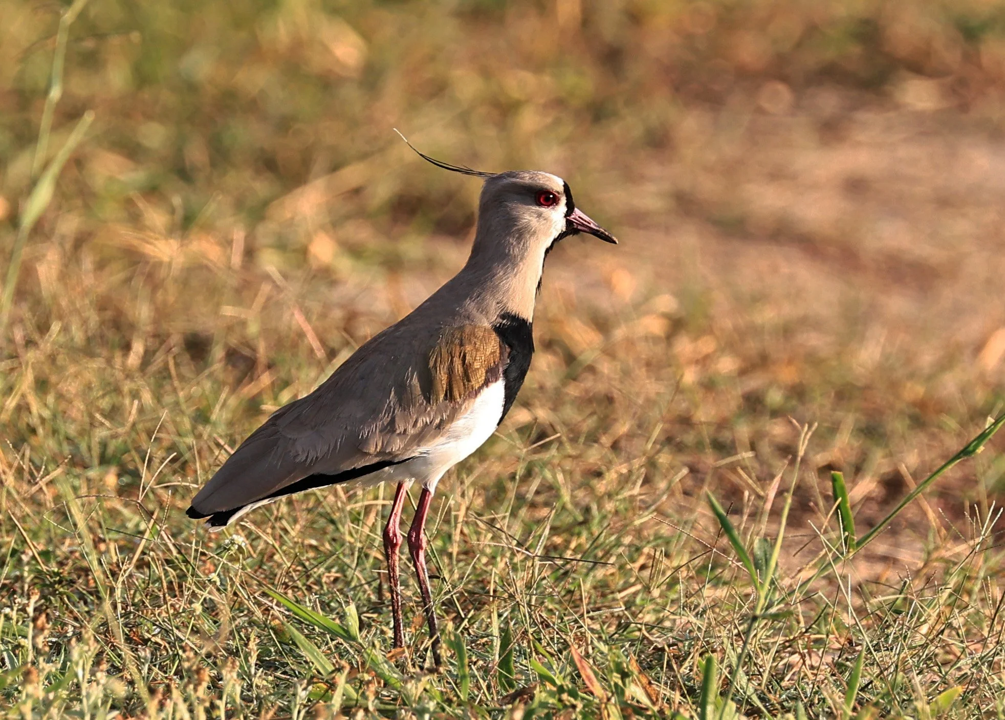 Southern Lapwing (Vanellus chilensis) Aurora Chaquena Reserve, Neuland Mennonite Colony Paraguay (1).jpg