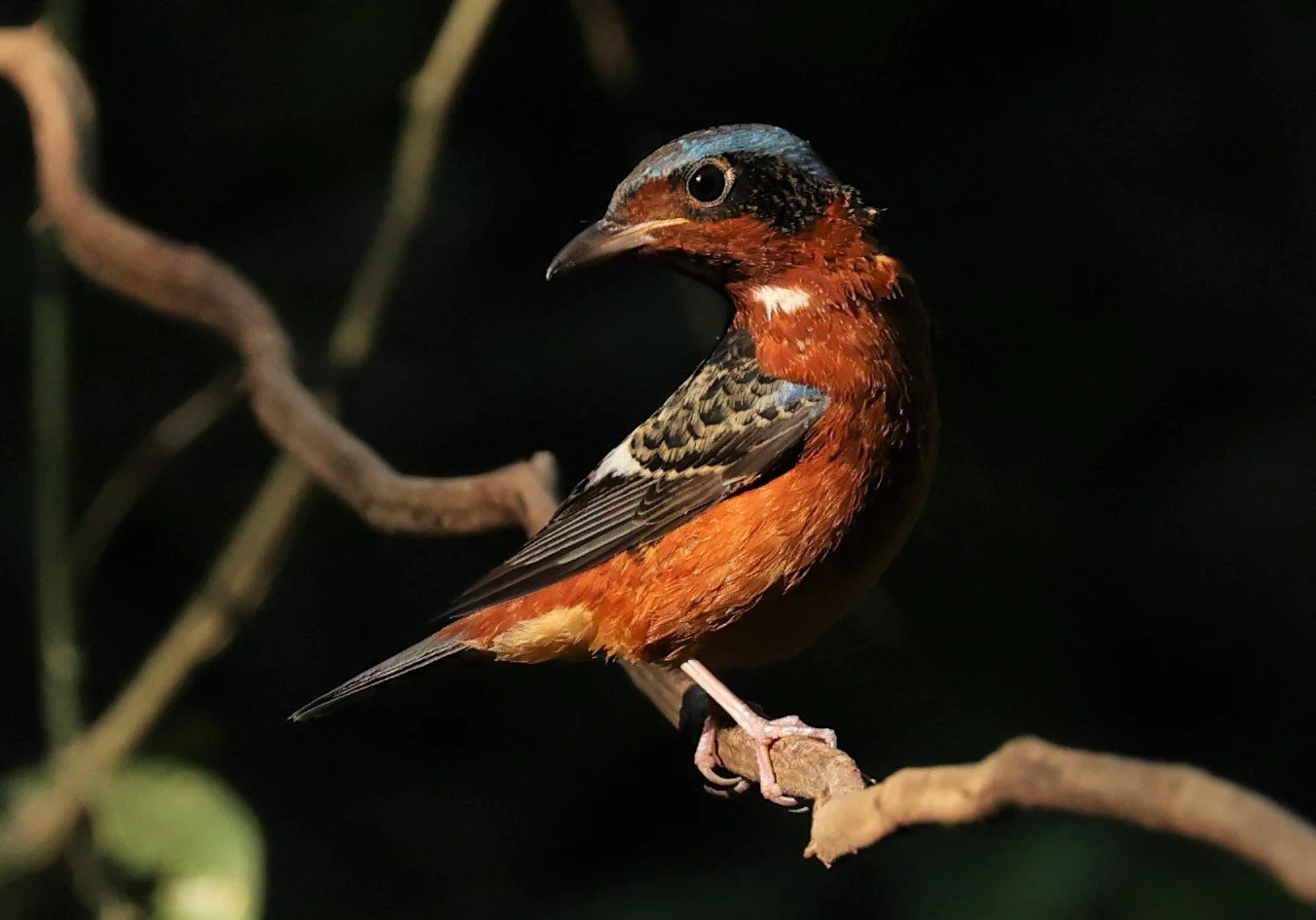 ROCK-THRUSH - WHITE-THROATED ROCK-THRUSH - Monticola gularis - WAT THAM PRATHUM CHONBURI JAN 30 2022 (48).jpg