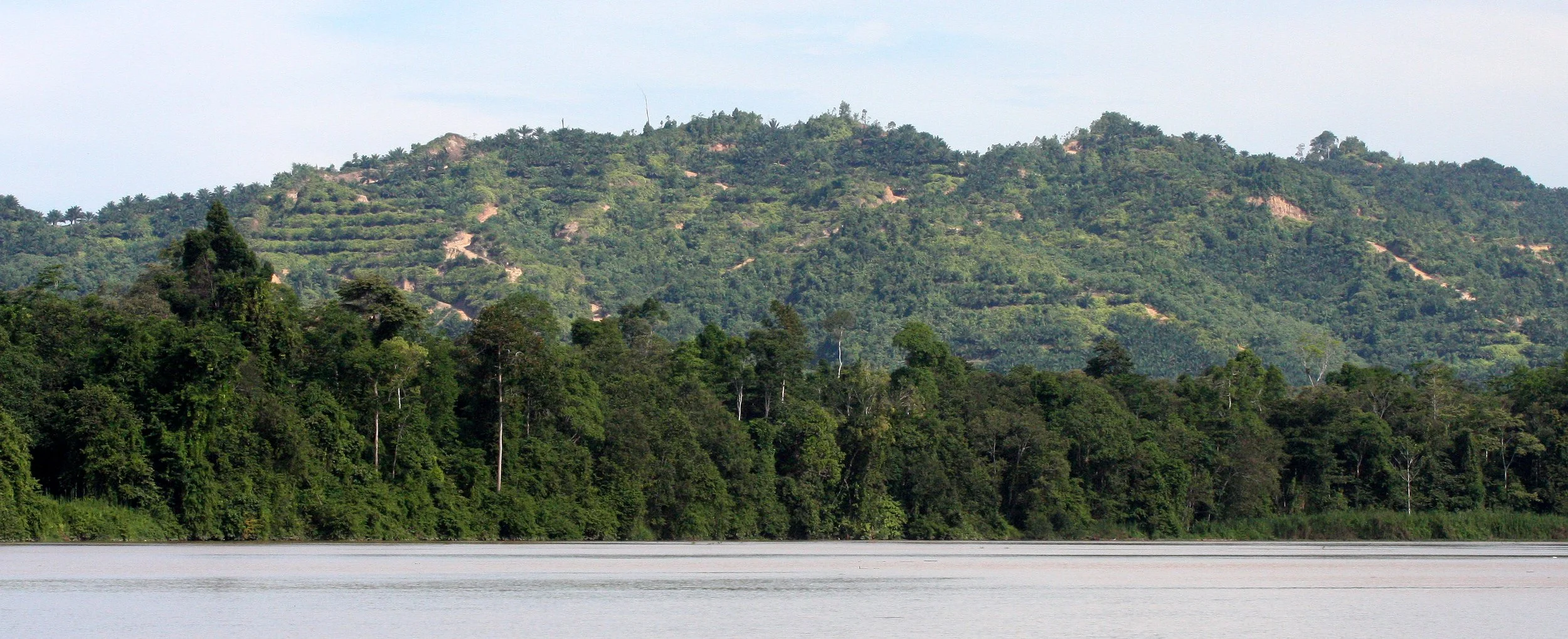 KINABATANGAN RIVER BORNEO - FOREST EDGE WITH DISTRUCTION.JPG