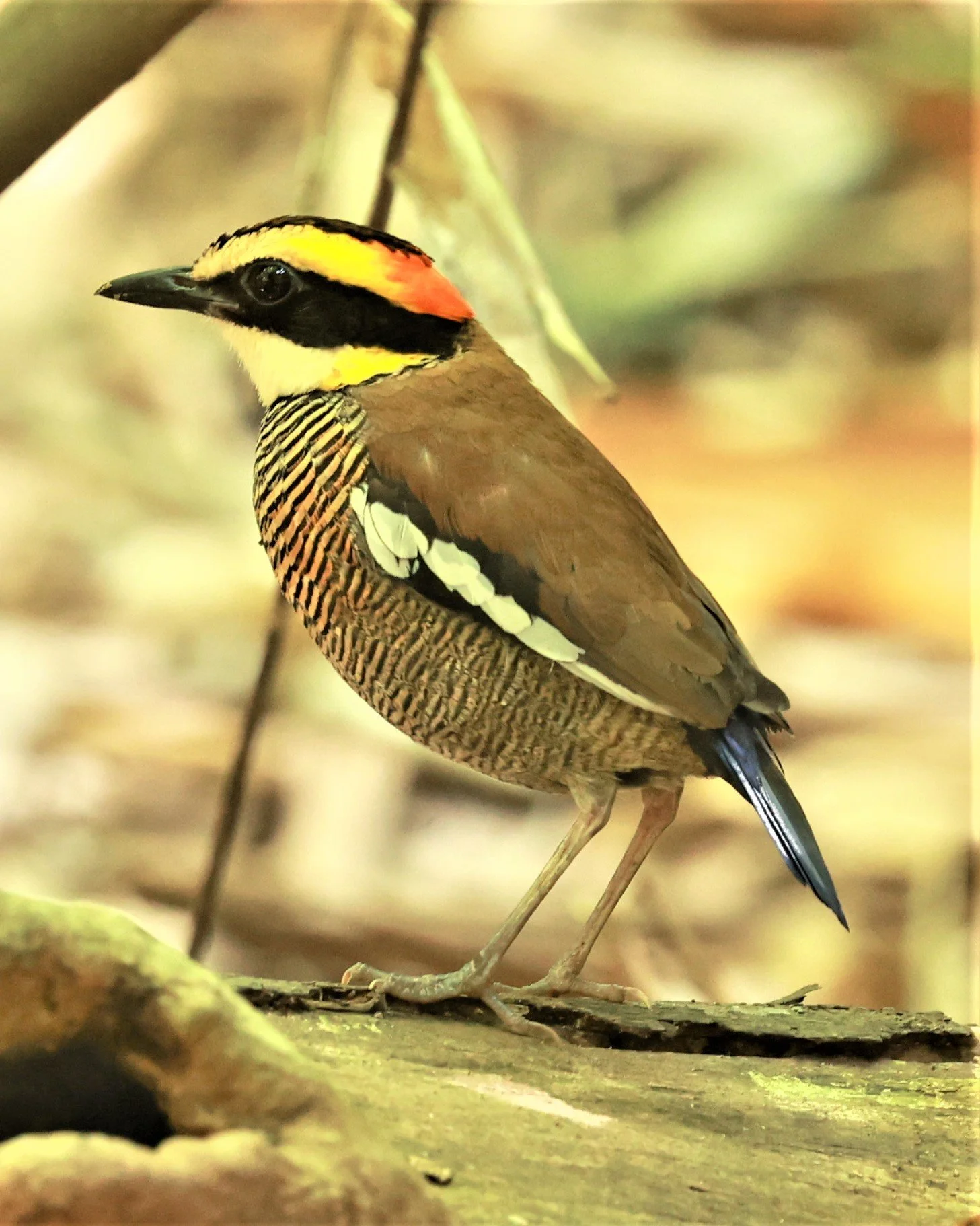 PITTA - Malayan banded pitta - Hydrornis irena - Si Phang Nga National Park, Thailand Feb 18-19, 2023 (123).jpg