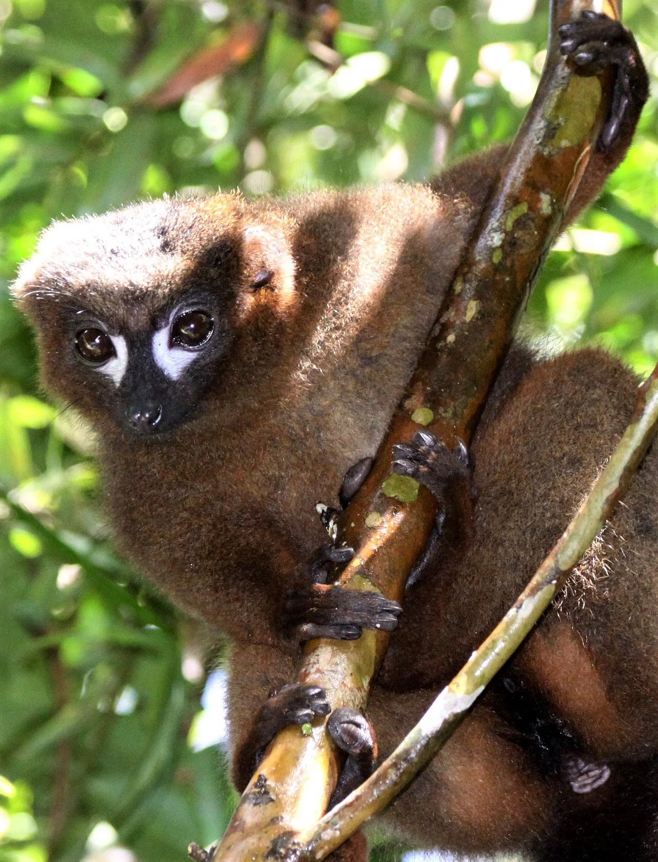 LEMURIDAE - Eulemur rubriventer - RED-BELLIED LEMUR - RANOMAFANA NATIONAL PARK MADGASCAR aa35.jpg