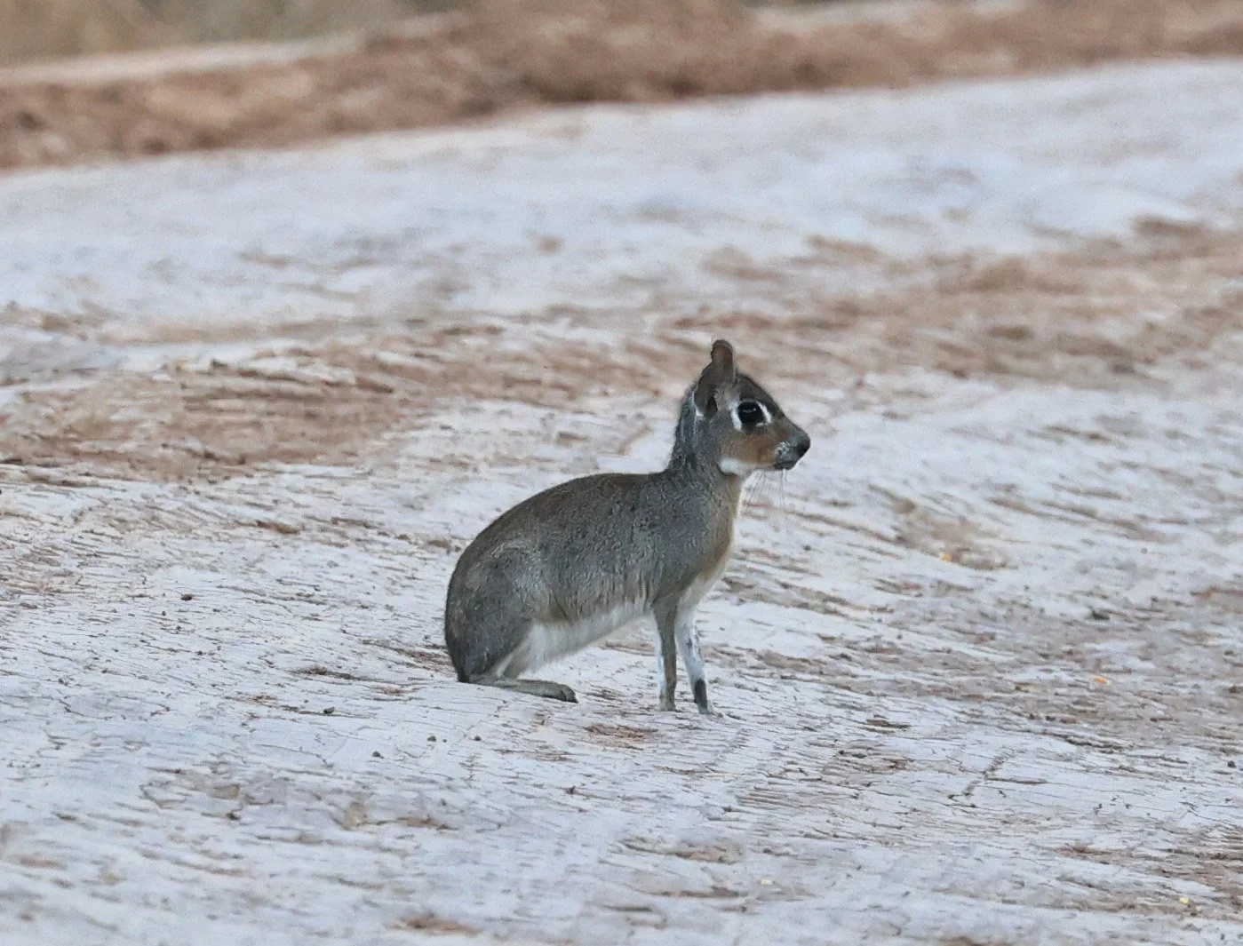 Chacoan Mara (Pediolagus salinicola) Agua Dulce Paraguay (1).jpg