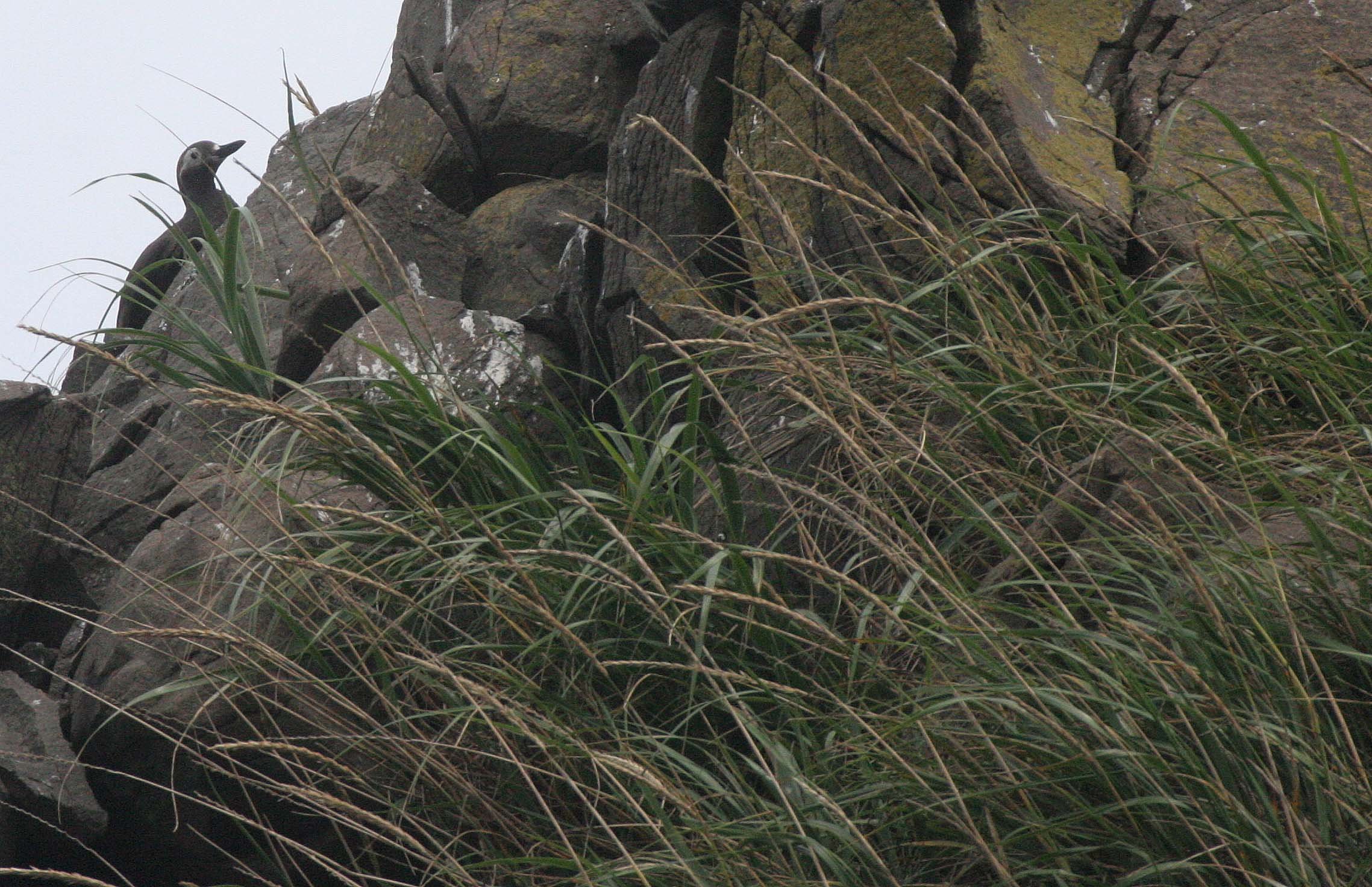 Cepphus carbo - SPECTACLED GUILLEMOT - MONERON ISLAND RUSSIA (8).jpg