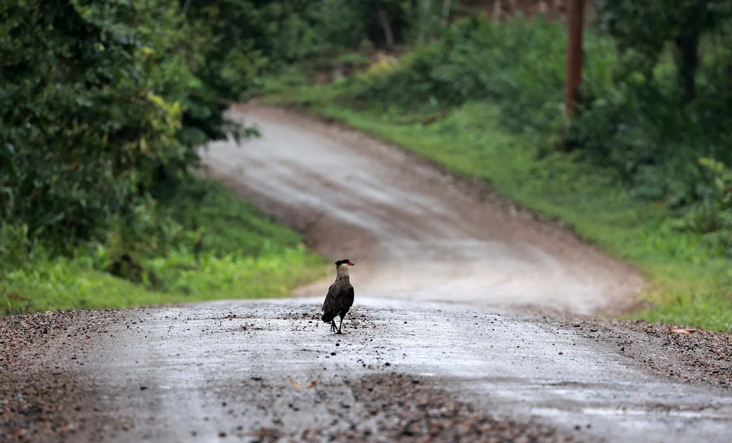 Crested Caracara (Caracara plancus) Superagüi National Park, Brazil.jpg