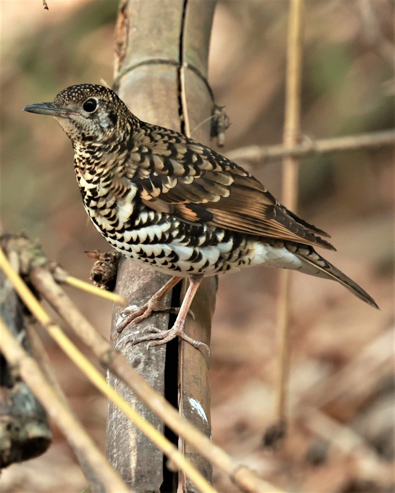 White's Thrush (Zoothera aurea) Putthamonthon Park Nakhon Pathom Thailand (223).jpg