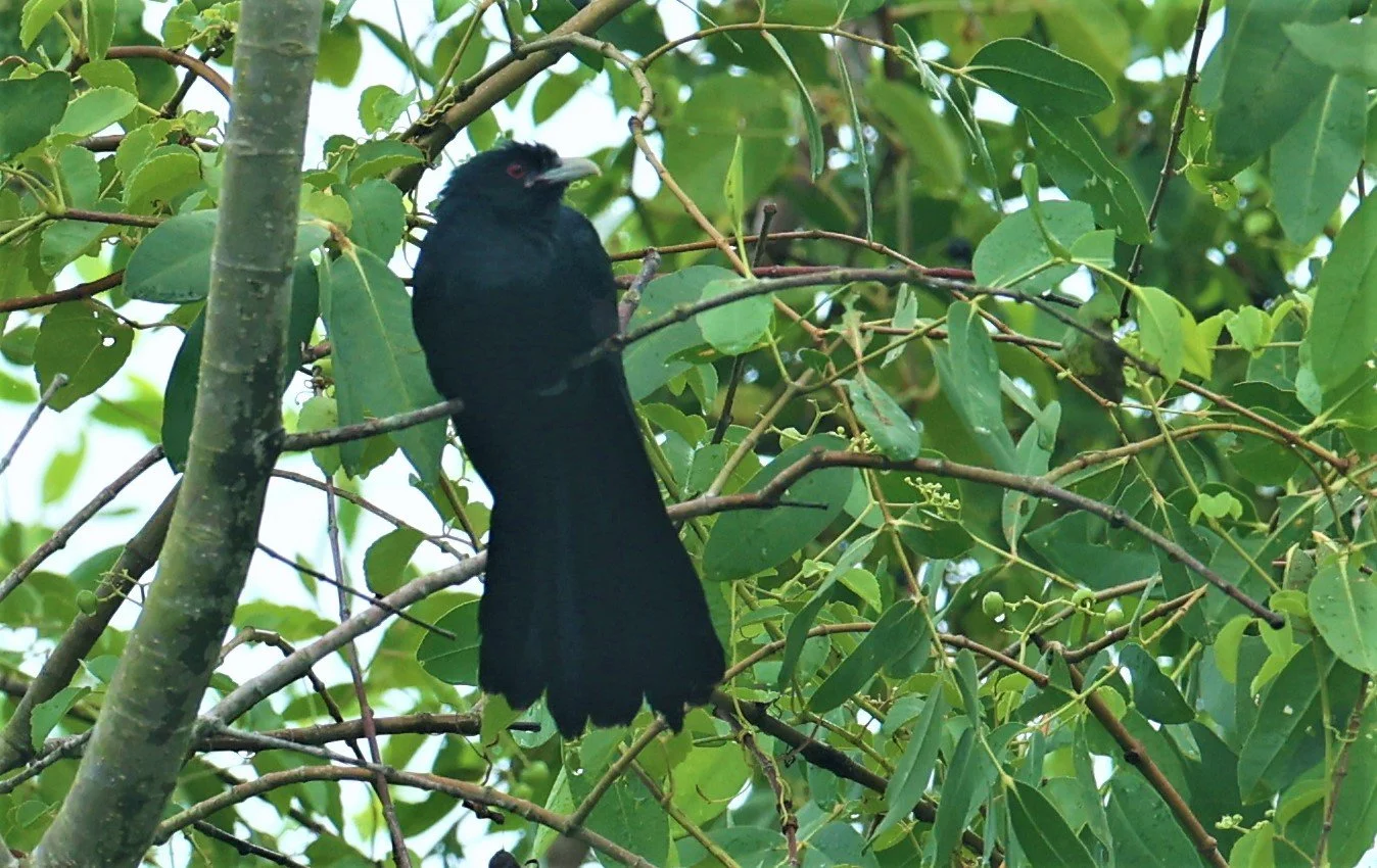 Asian Koel (Eudynamys scolopacea) Pak Phayun Distric, Patthalung (3).jpg