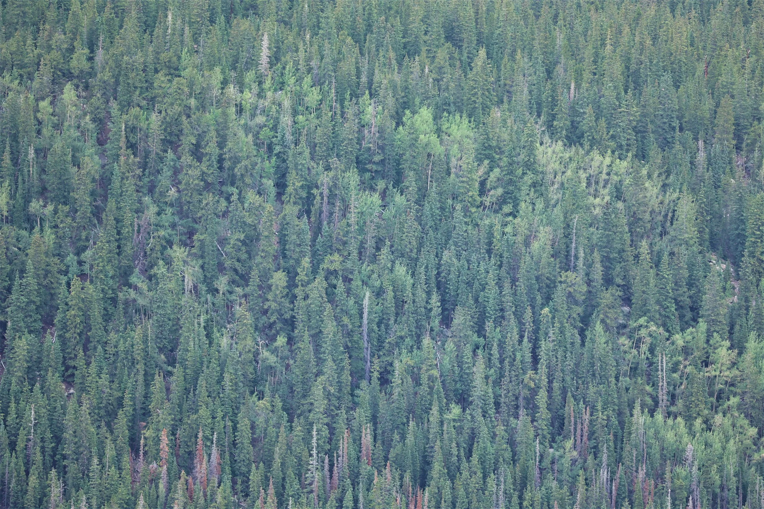 MOUNT EVANS SCENIC BYWAY, MOUNT EVANS ROCKY MOUNTAINS  (542).jpg