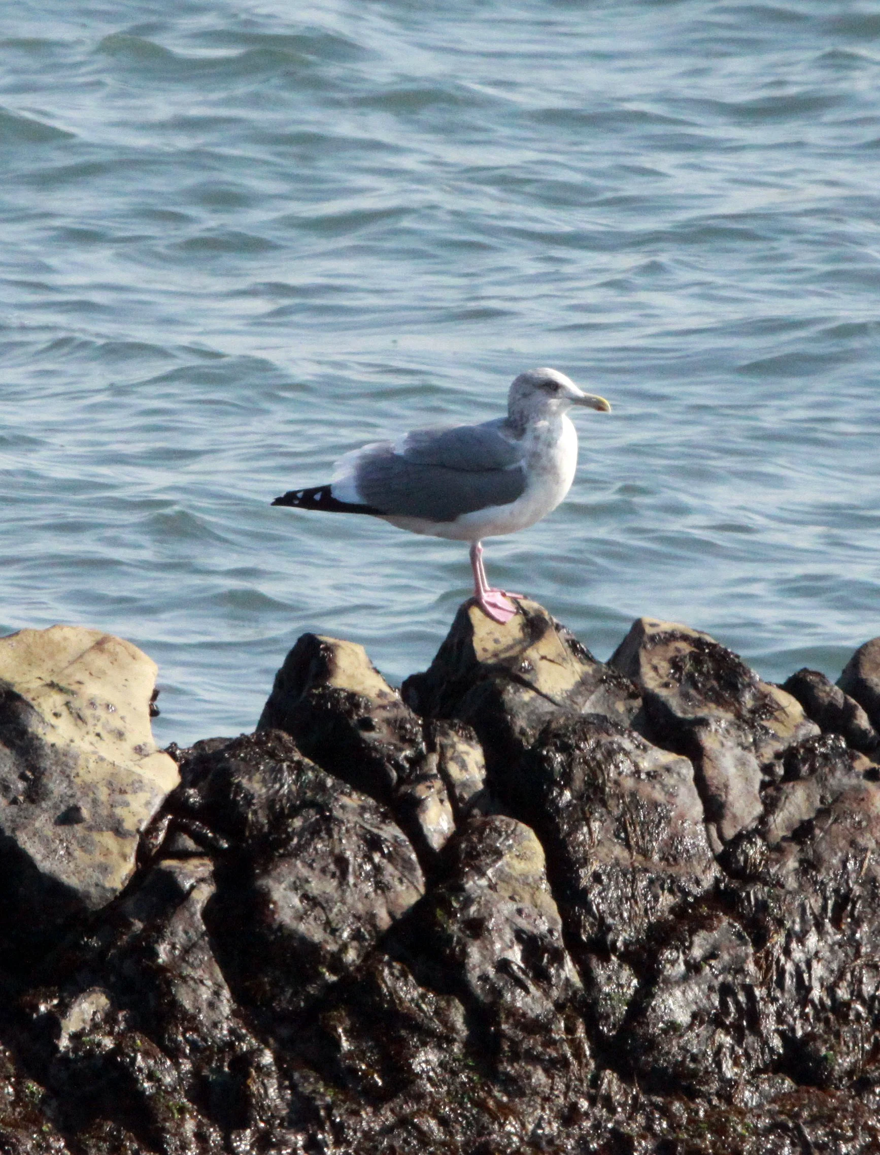 BIRD - VEGA GULL - SHIZUOKA COASTLINE JAPAN (6).JPG
