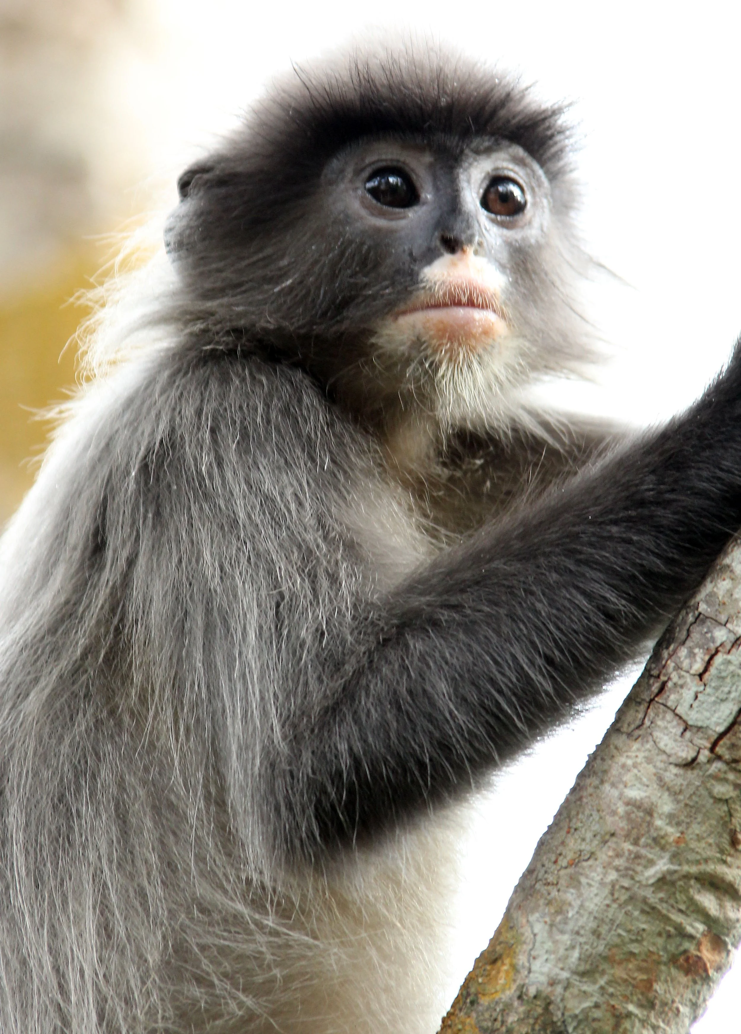 CERCOPITHECIDAE - Trachypithecus crepusculus - INDOCHINESE GRAY LANGUR - PHI THA KHON TEMPLE LOEI (48).JPG