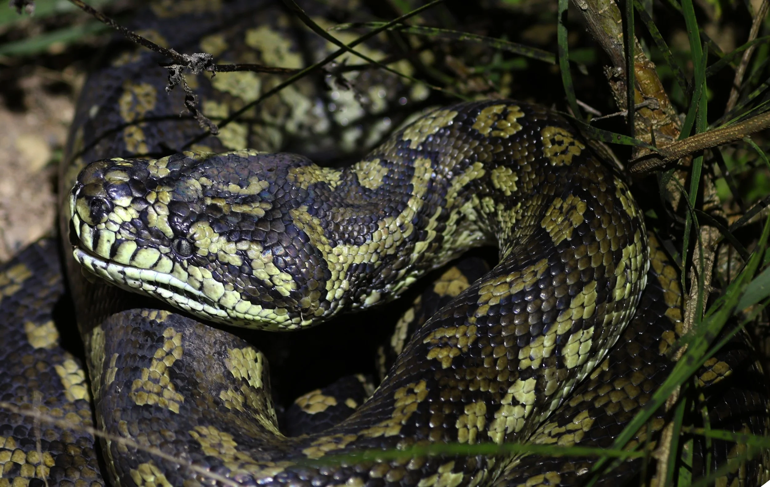 Carpet Python (Morelia spilota) Mount Hypipamee Crater NP & Vicinity - Queensland (3).jpg
