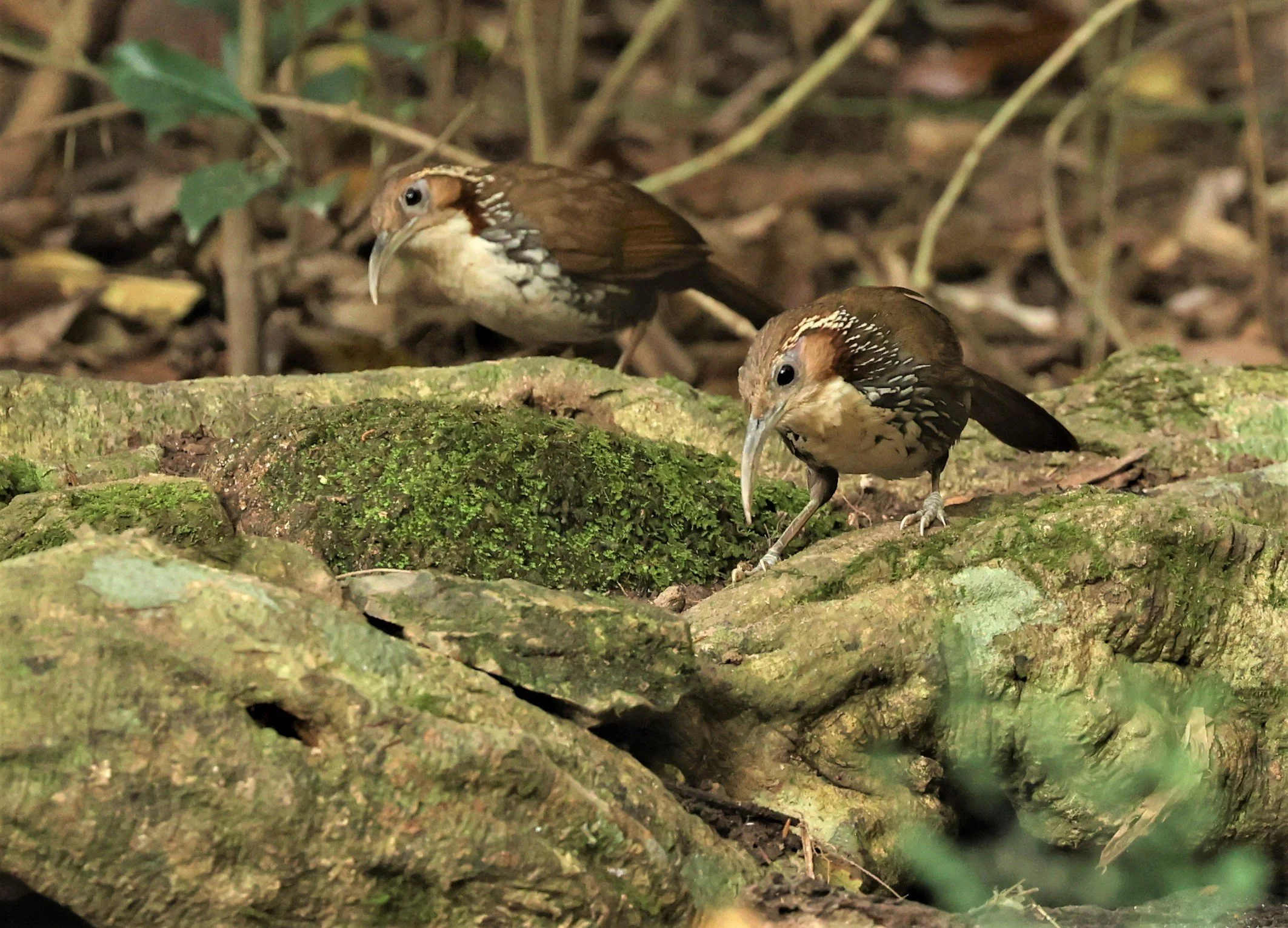 SCIMITAR BABBLER - Erythrogenys hypoleucos - LARGE SCIMITAR BABBLER - NUY HIDE NEAR KAENG KRACHAN FEB 2022 (19).jpg