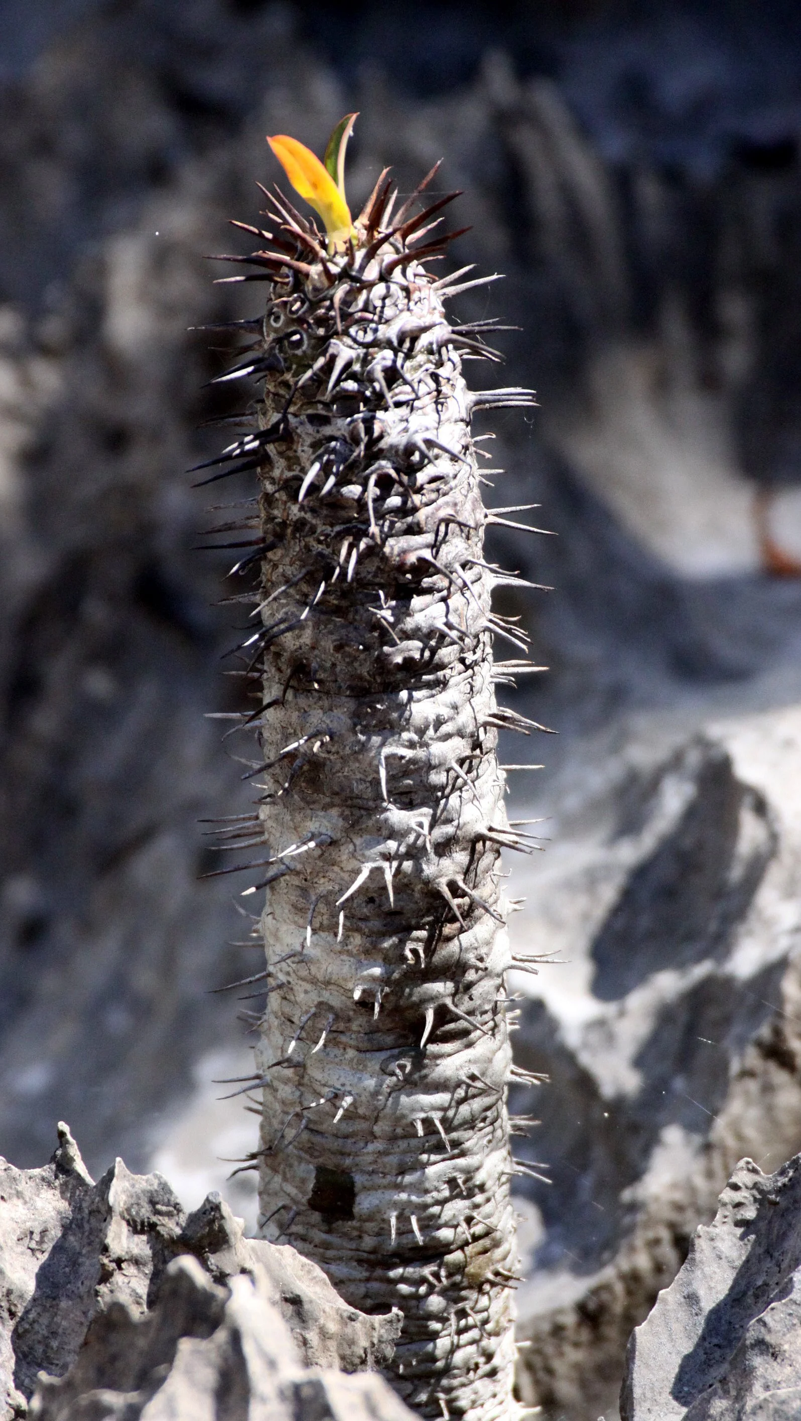 PLANT - PACHYPODIUM SPECIES - ANKARANA NATIONAL PARK MADAGASCAR (18).JPG