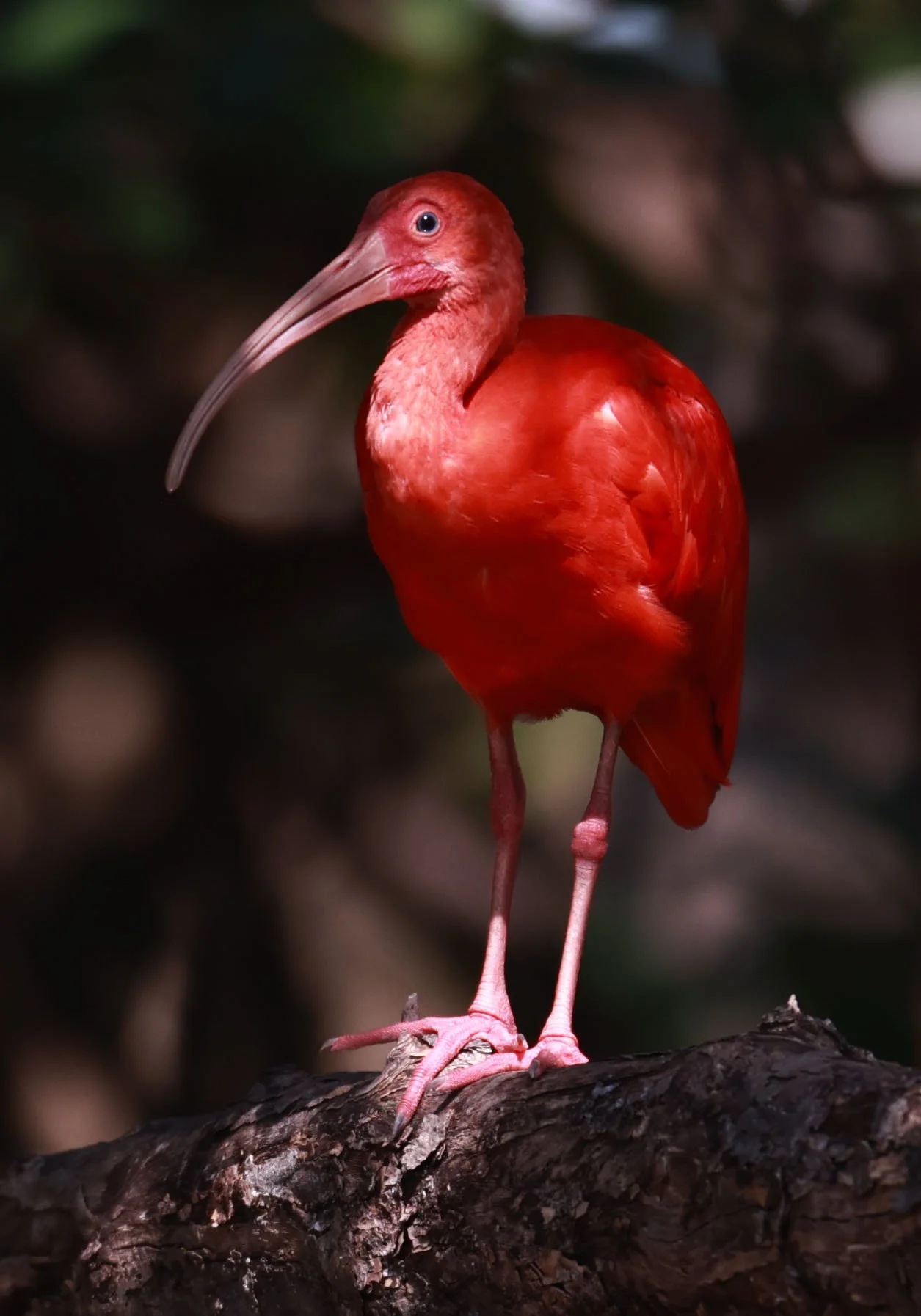 Ibis - Scarlet Ibis - Eudocimus ruber - 29 Songkaow Cafe, Chachoengsao Thailand (315).jpg
