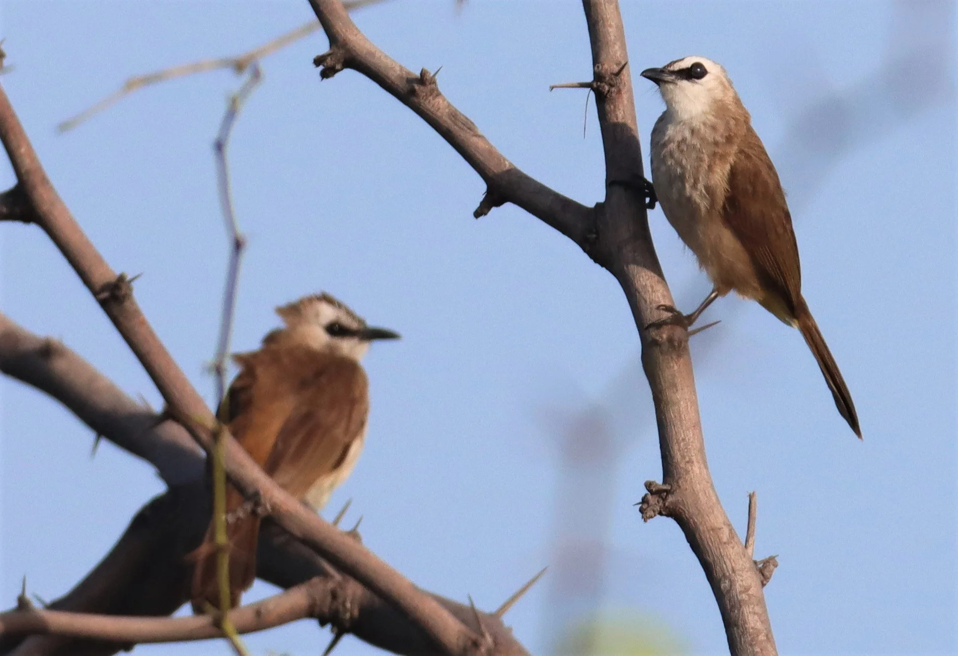Yellow-vented Bulbul (Pycnonotus (goiavier) analis) Thailand — Coke ...