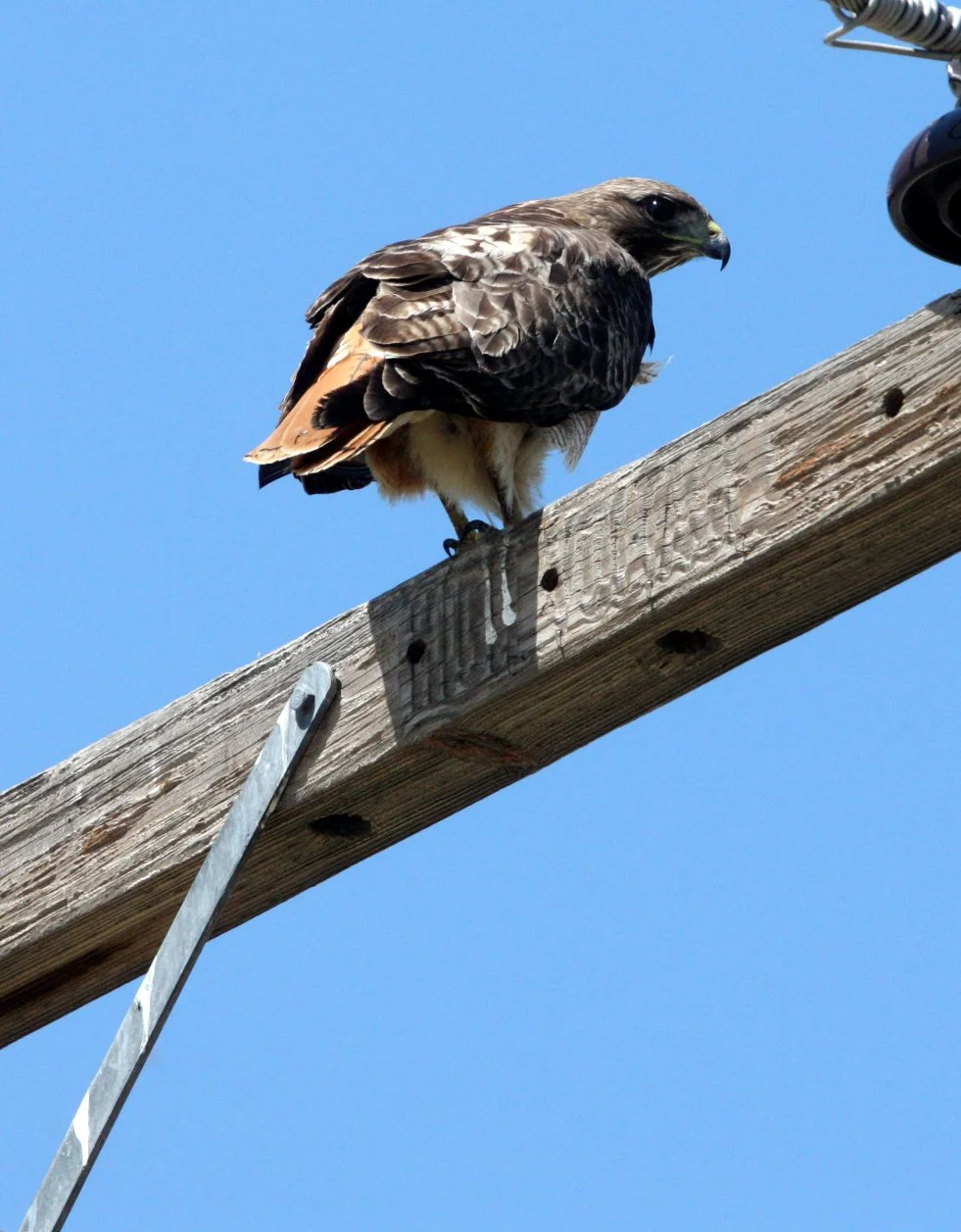 Buteo jamaicensis - RED-TAILED HAWK - KERN NATIONAL WILDLIFE REFUGE CALIFORNIA (18).JPG