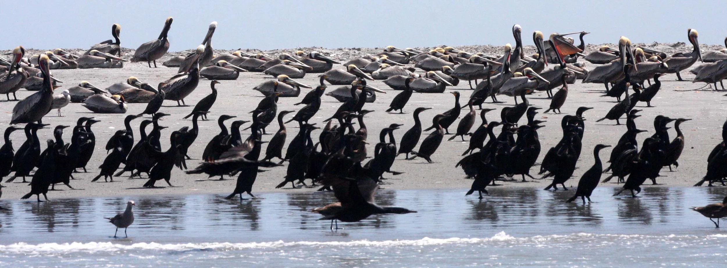Urile penicillatus - Brandt's Cormorant - San Ignacio Lagoon, Baja California (7).JPG