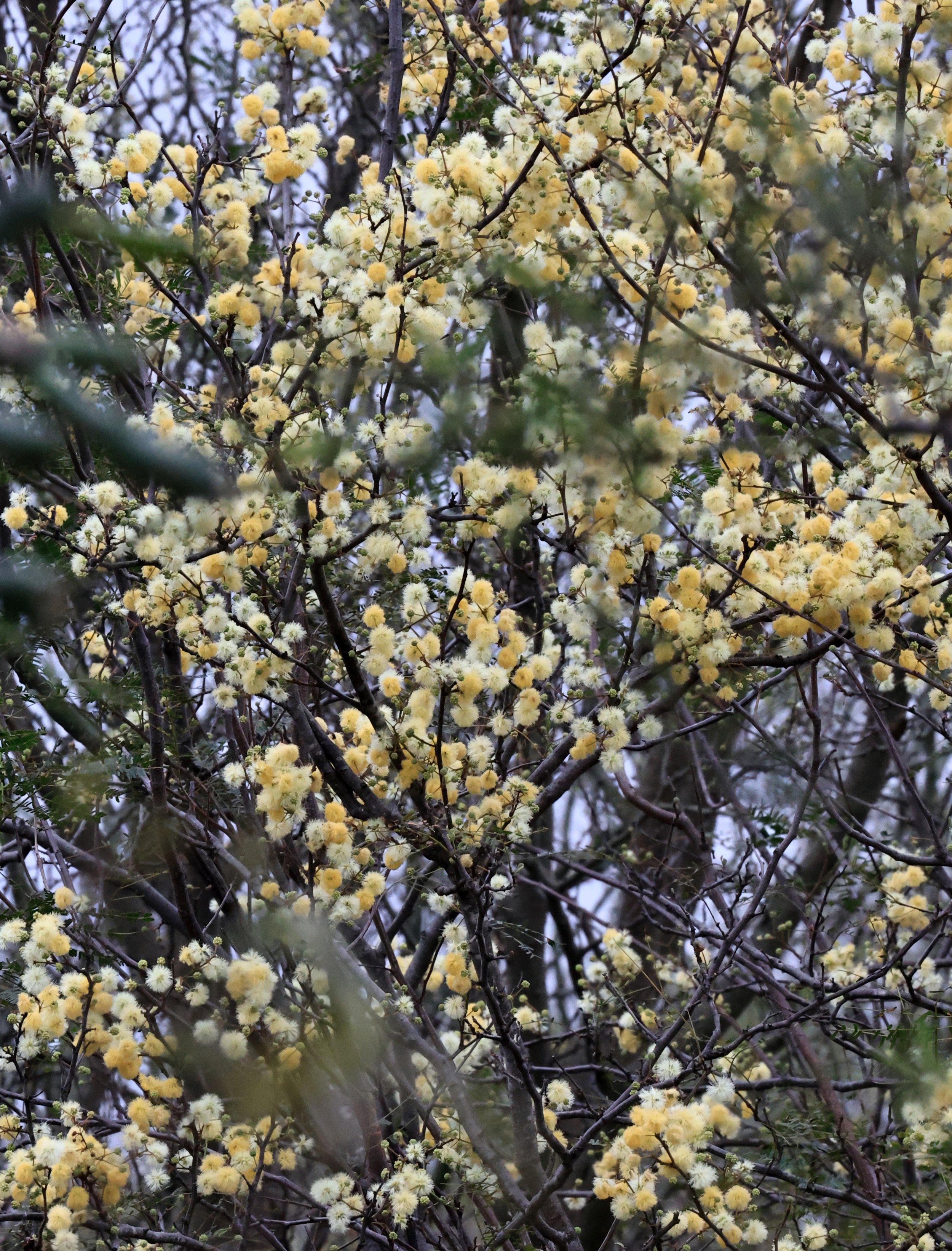 Vachellia caven - La Patria Sideroads Paraguay 