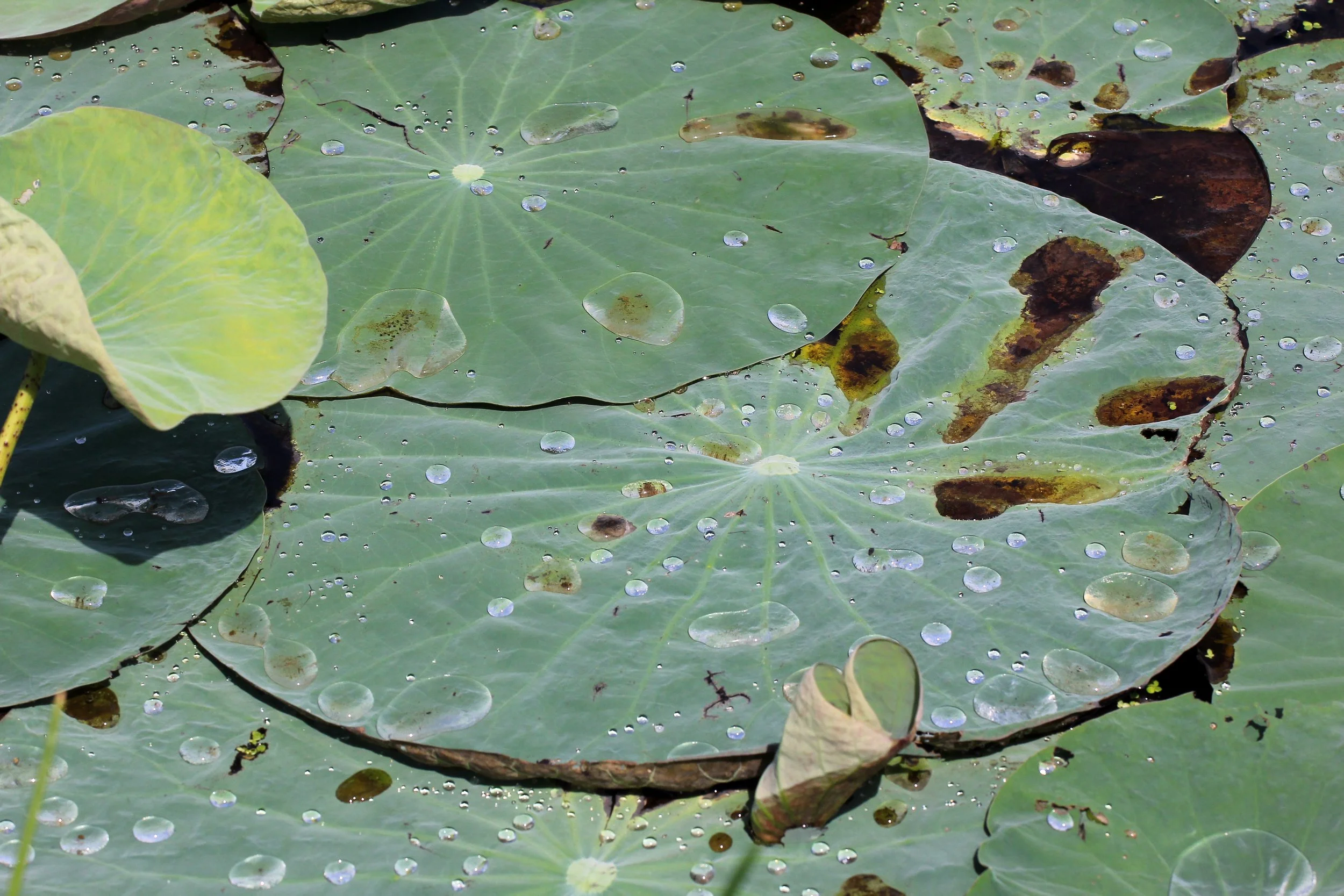 2015 Koh Lanta Summer Misc Images (968).JPG