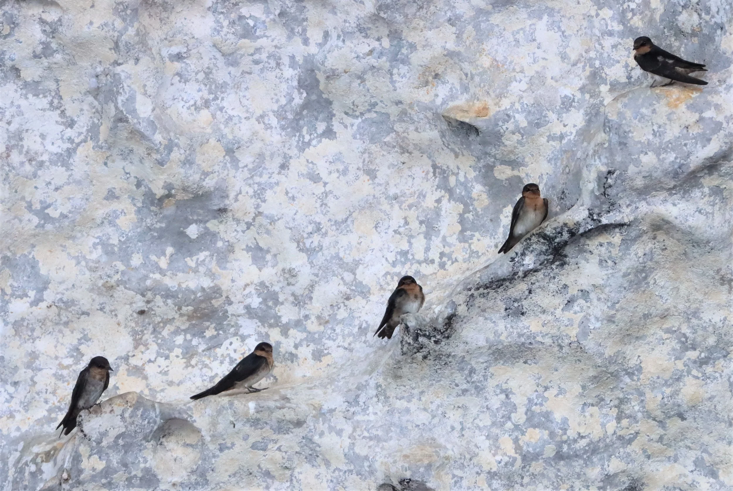 Barn Swallow (Hirundo rustica) Ao Phang Nga NP Thailand (19).jpg