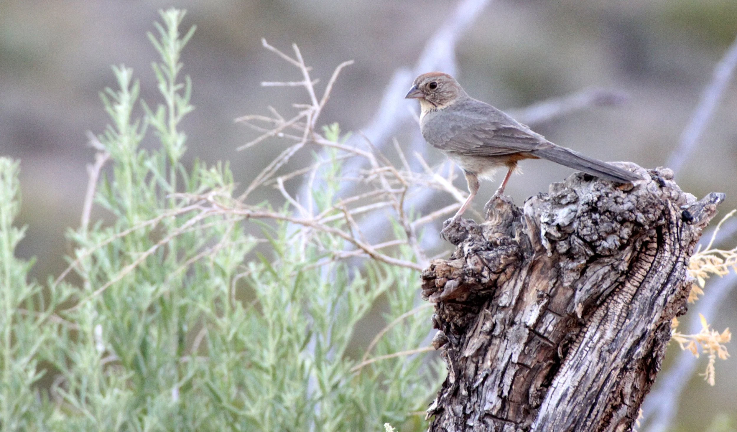 Canyon Towhee (Melozone fusca) Franklin Mountains State Park Texas (3).JPG