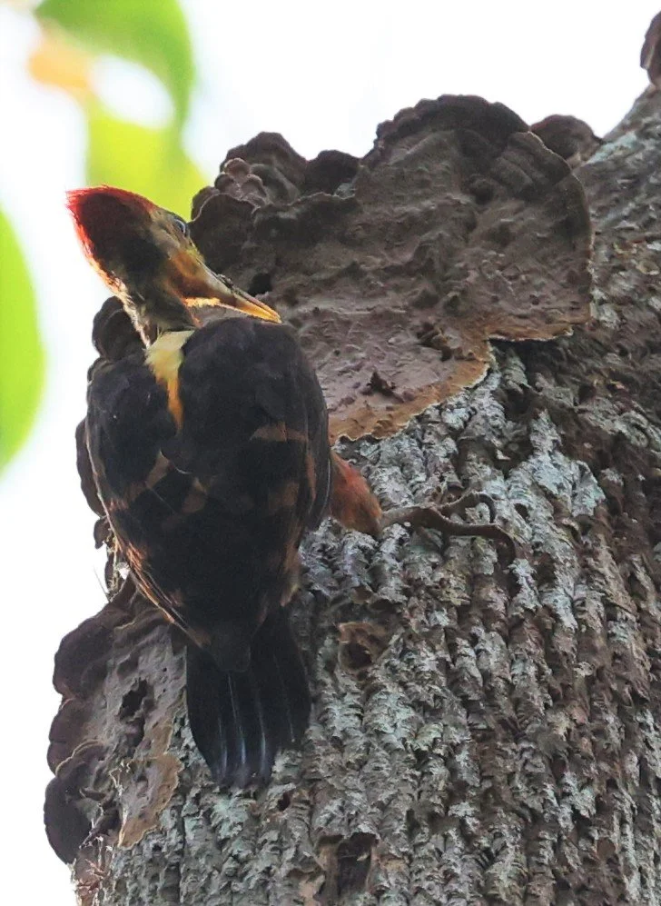 WOODPECKER - ORANGE-BACKED WOODPACKER - Reinwardtipicus validus - HALA BALA WILDLIFE SANCTUARY APRIL 2022 (6).jpg