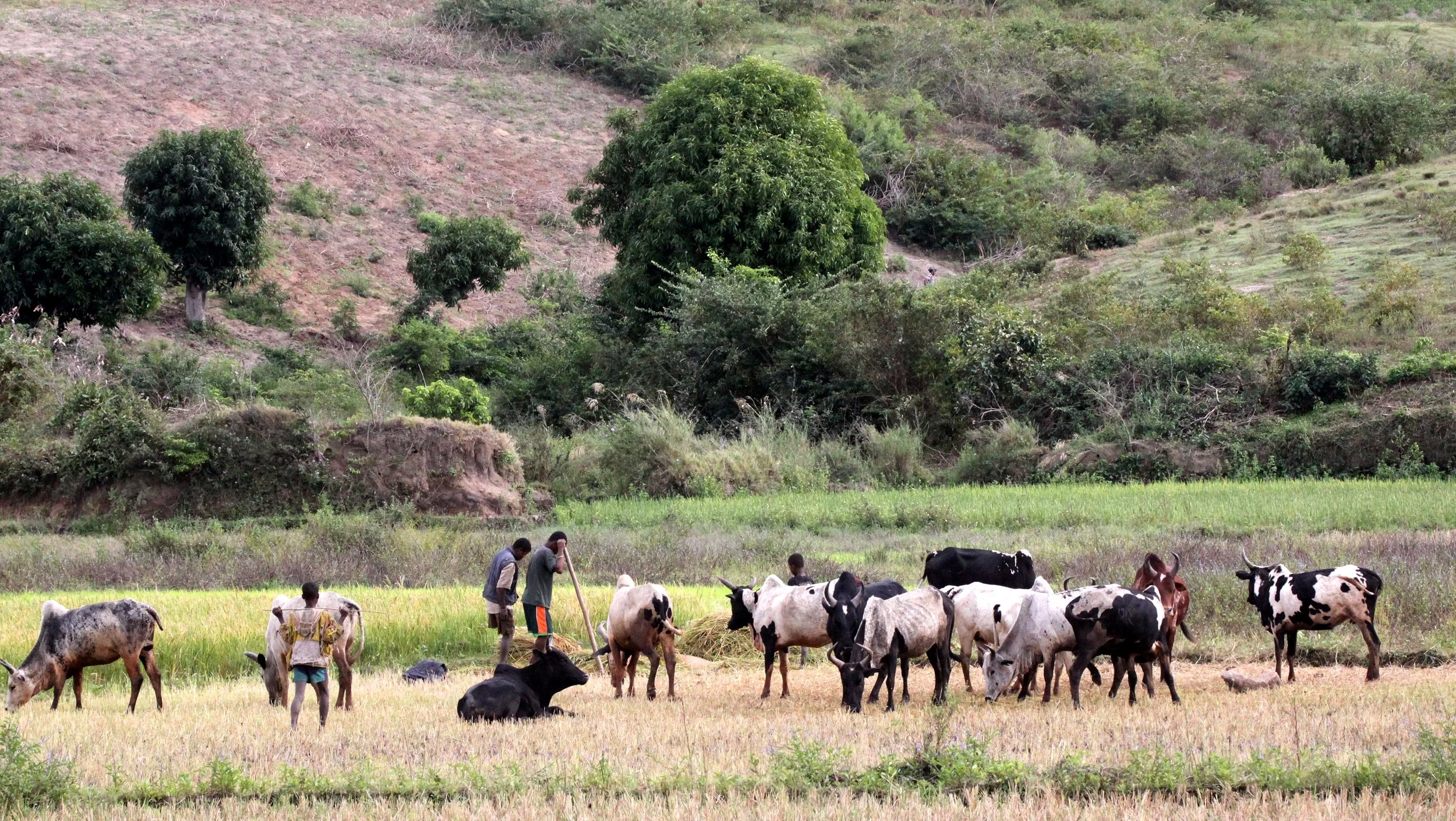 BERENTY MADAGASCAR - ANTANDROY - VILLAGERS (2).JPG