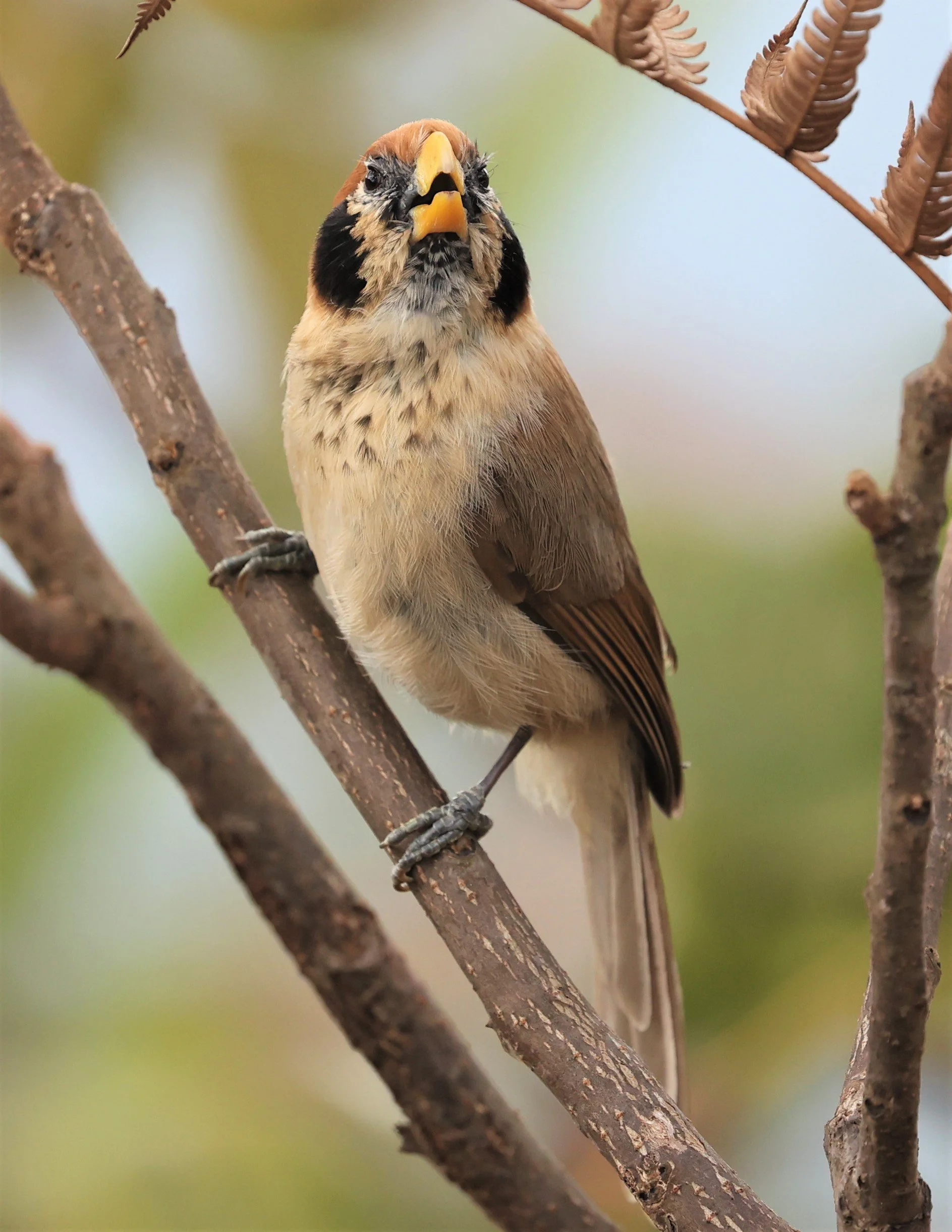 PARROTBILL - SPOT-BREASTED PARROTBILL - Paradoxornis guttaticollis - DOI LANG WEST, DOI PHA HOM POK NP, CHIANG MAI DEC 2021 (48).jpg