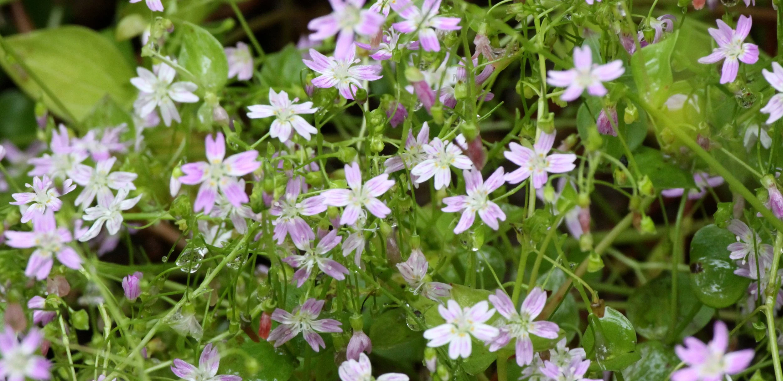 SIBERIAN MINERS LETTUCE - THOMPSON SOUND BC.JPG