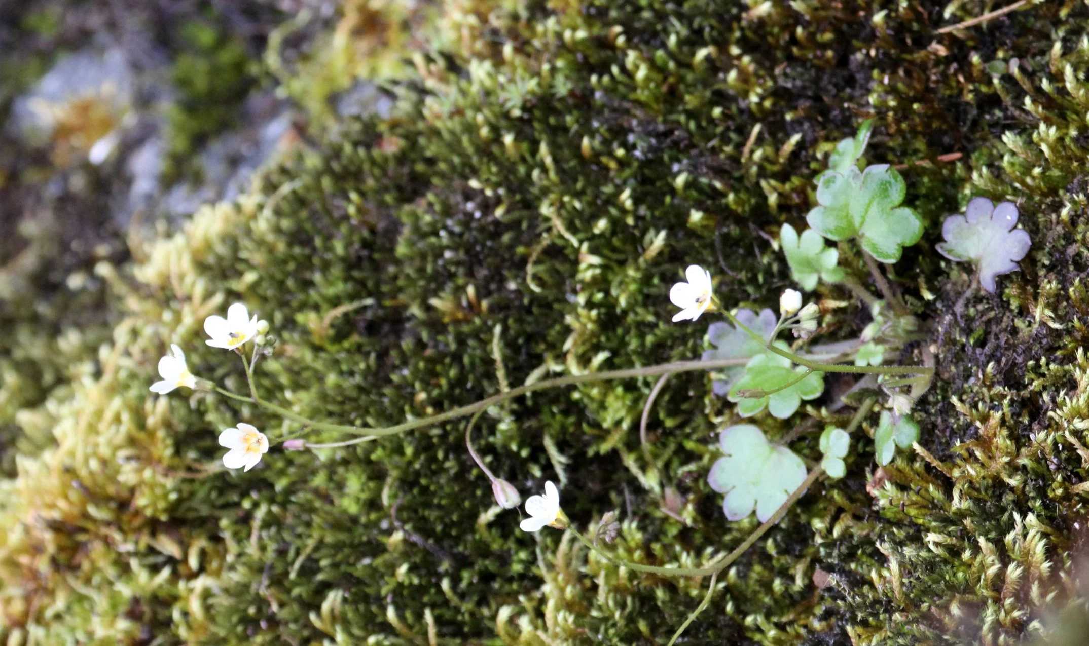 SAXIFRAGACEAE - SAXIFRAGA SPECIES - THOMPSON SOUND BC.JPG