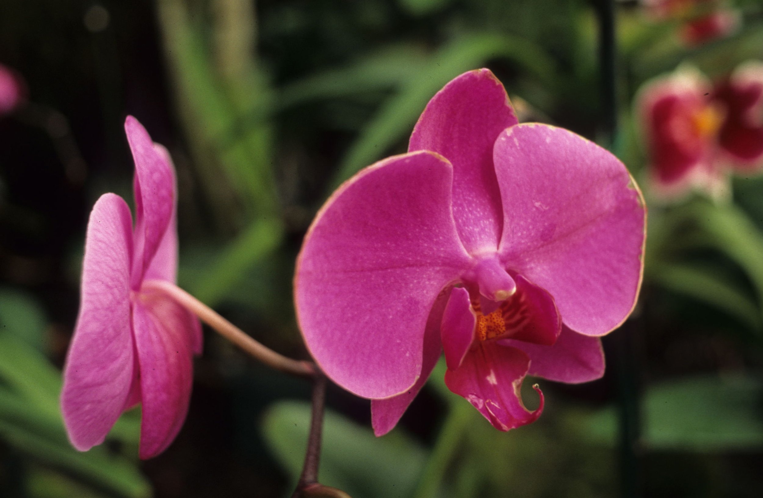 HAWAII - HAWAII - ORCHID - PHALENOPSIS SPECIES.jpg
