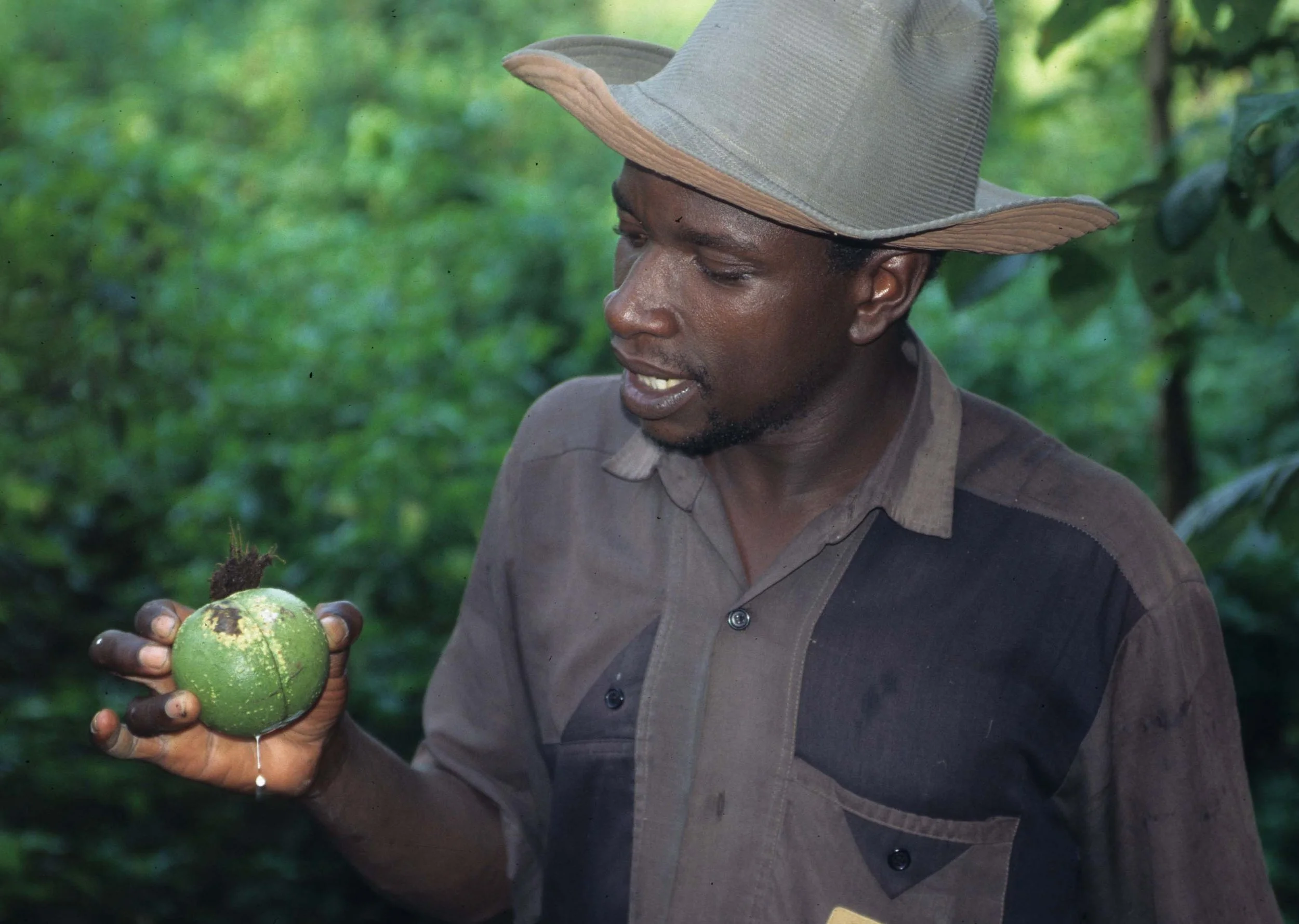 PRIMATE - CHIMP - UGANDA - ELEPHANT FRUIT.jpg