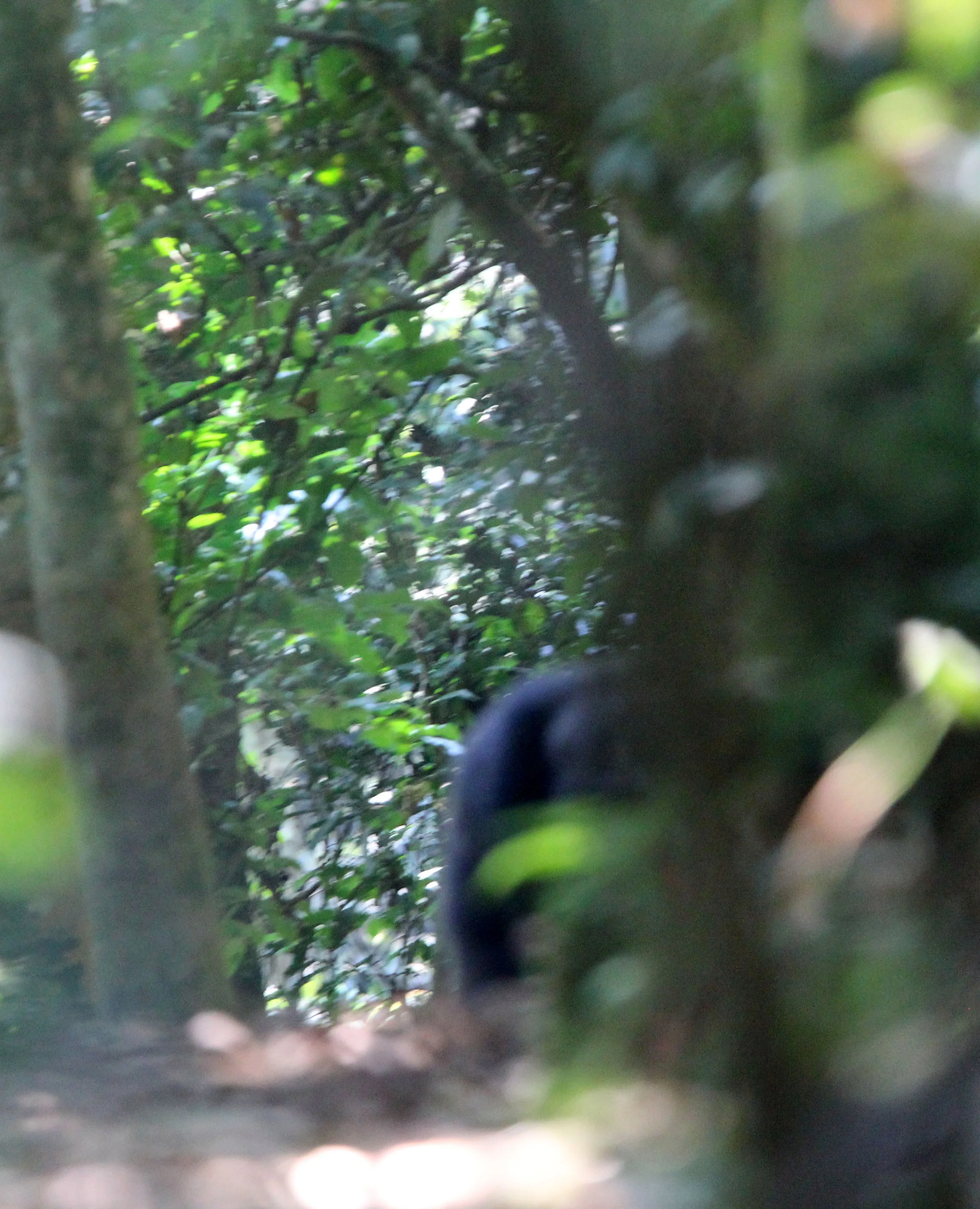 NYUNGWE NATIONAL PARK RWANDA (399).JPG