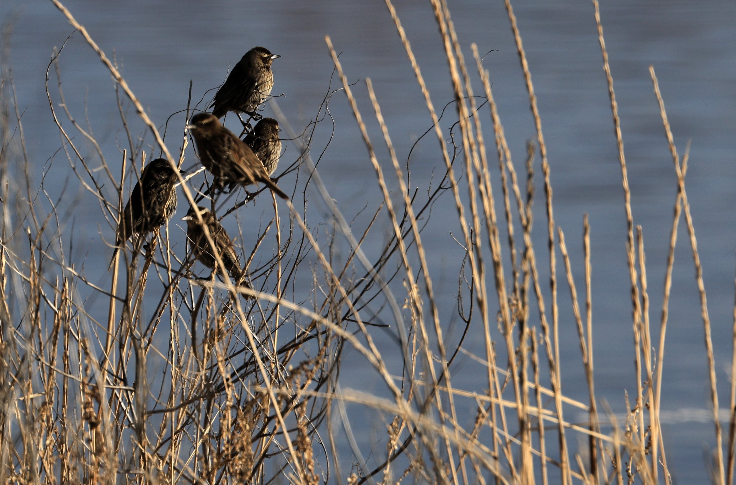 Yellow-winged Blackbirds (Agelasticus thilius) Lagunas del Ornitólogo, Trelew Argentina