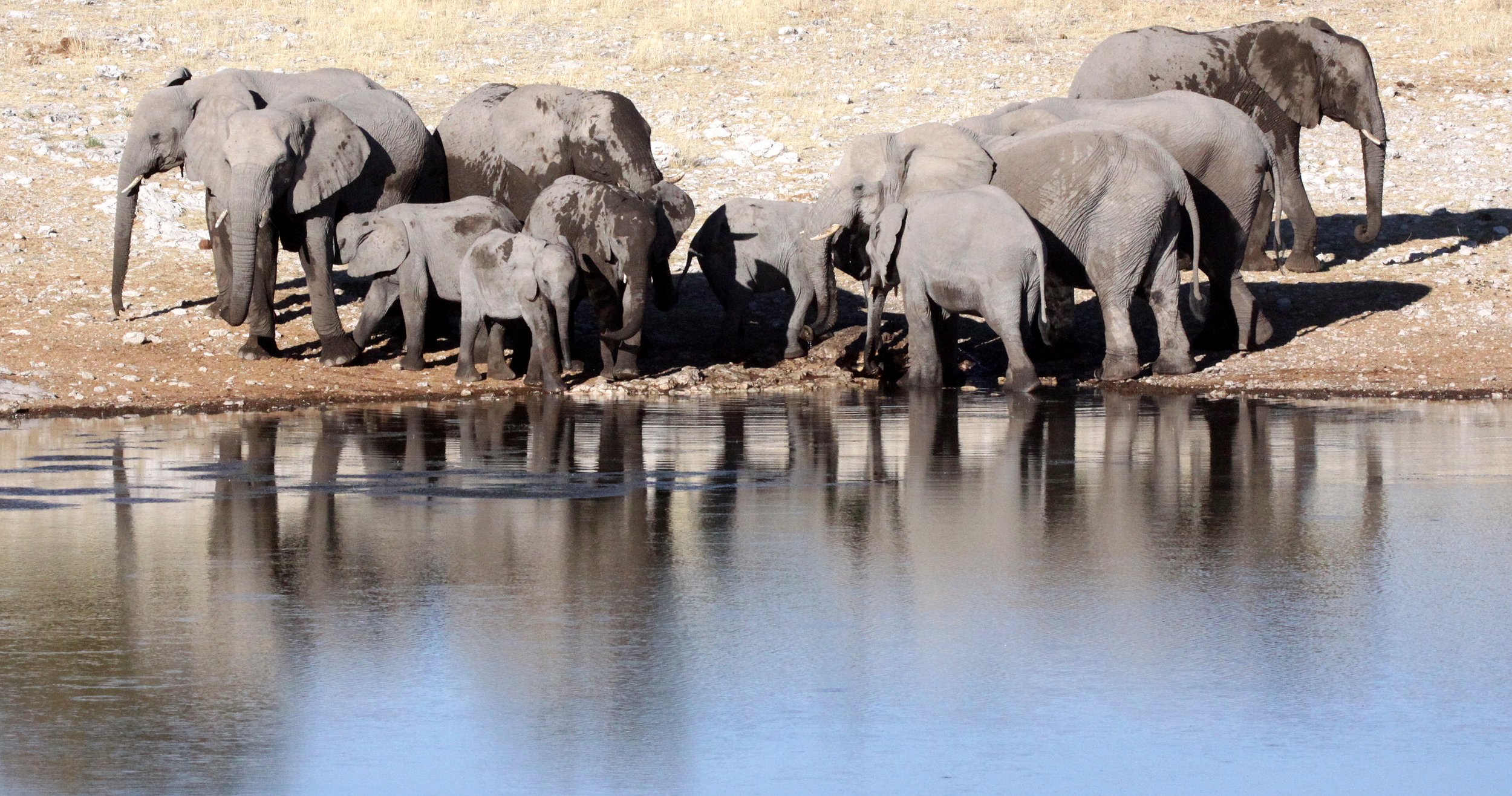 ELEPHANT - AFRICAN ELEPHANT - ETOSHA NATIONAL PARK NAMIBIA (7).JPG