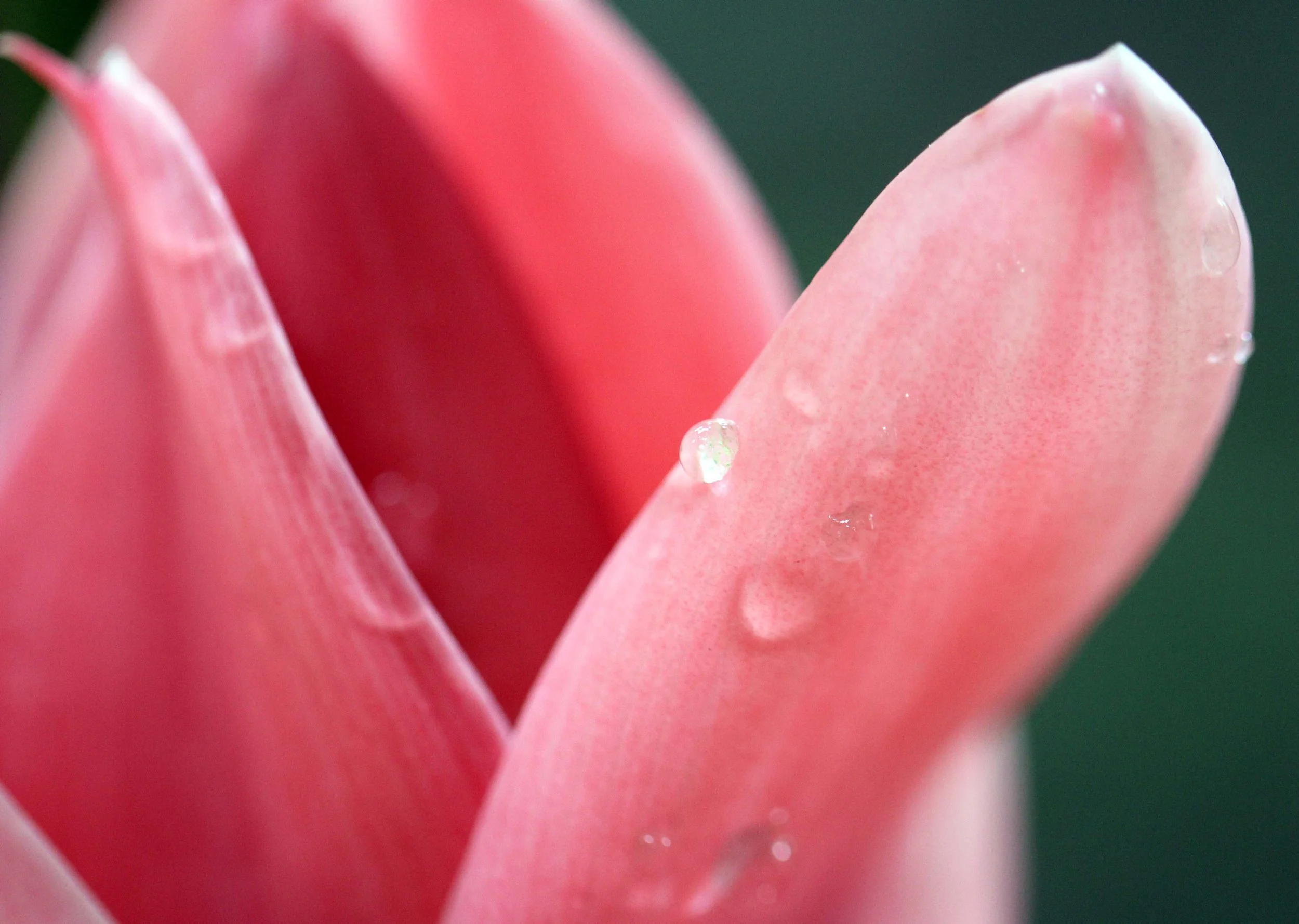 2013 in Nakhonsithammarat and some Krabi with Family (34).JPG