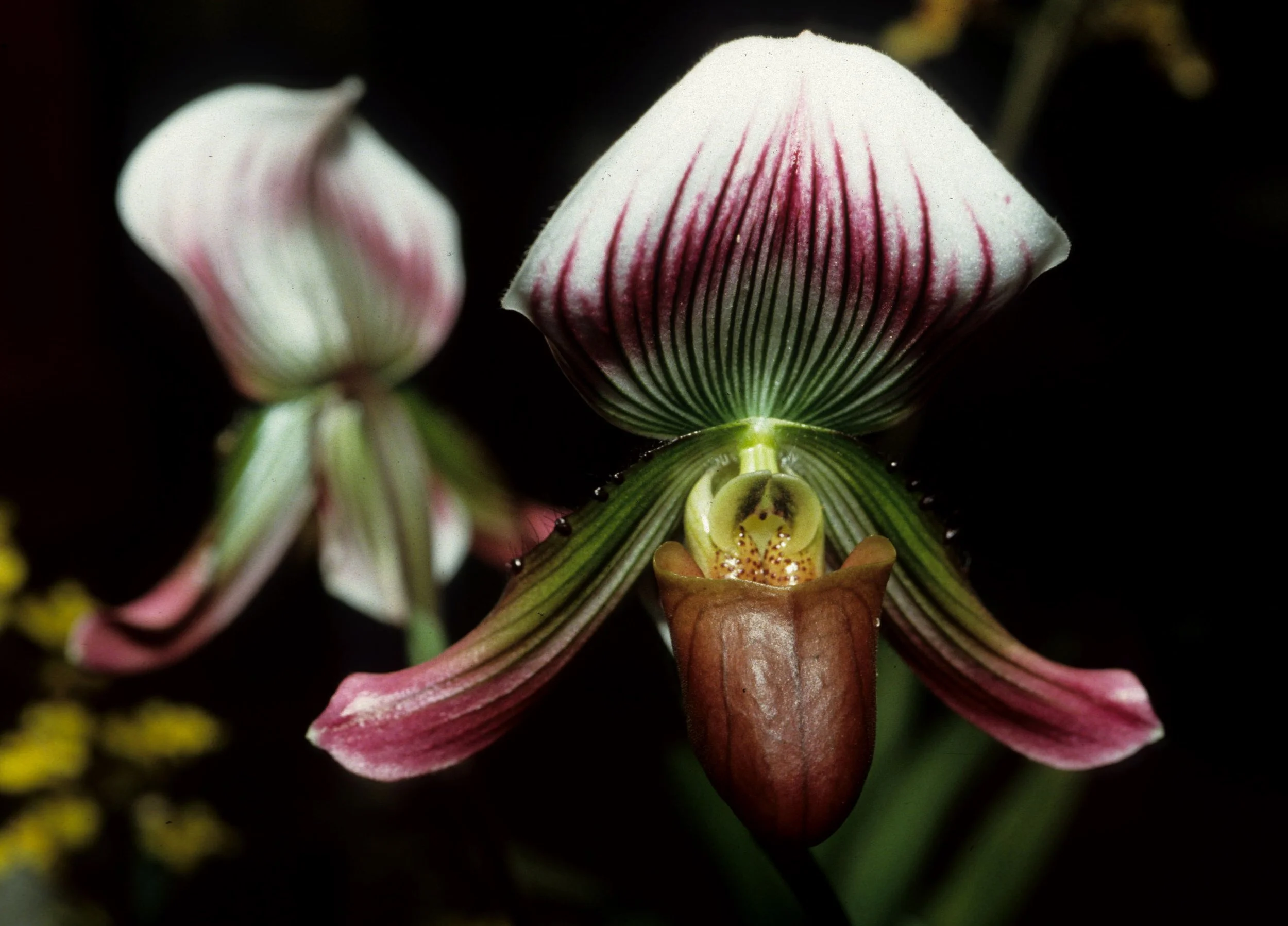 HAWAII - HAWAII - ORCHID - LADIES SLIPPER.jpg