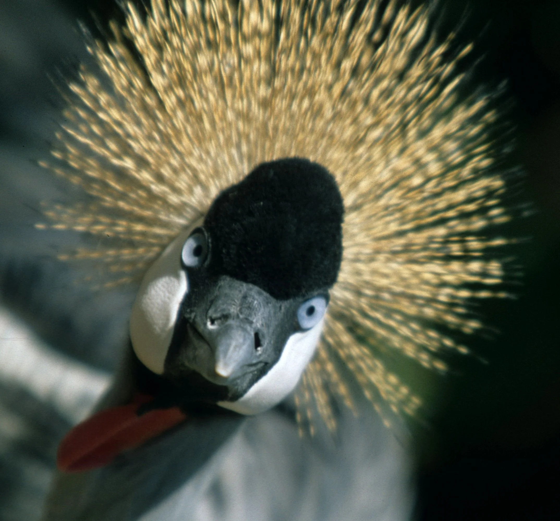 BIRDS - CRANE - CROWNED CRANE - SOUTHERN L.jpg