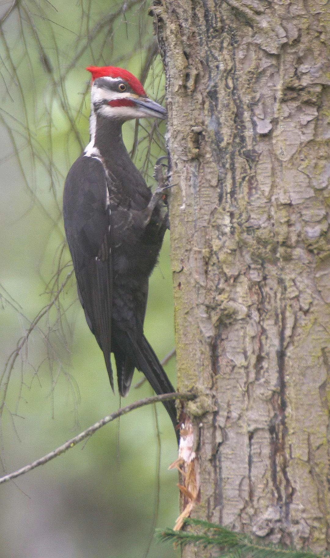 BIRD - WOODPECKER - PILEATED WOODPECKER - GASMAN (24).jpg