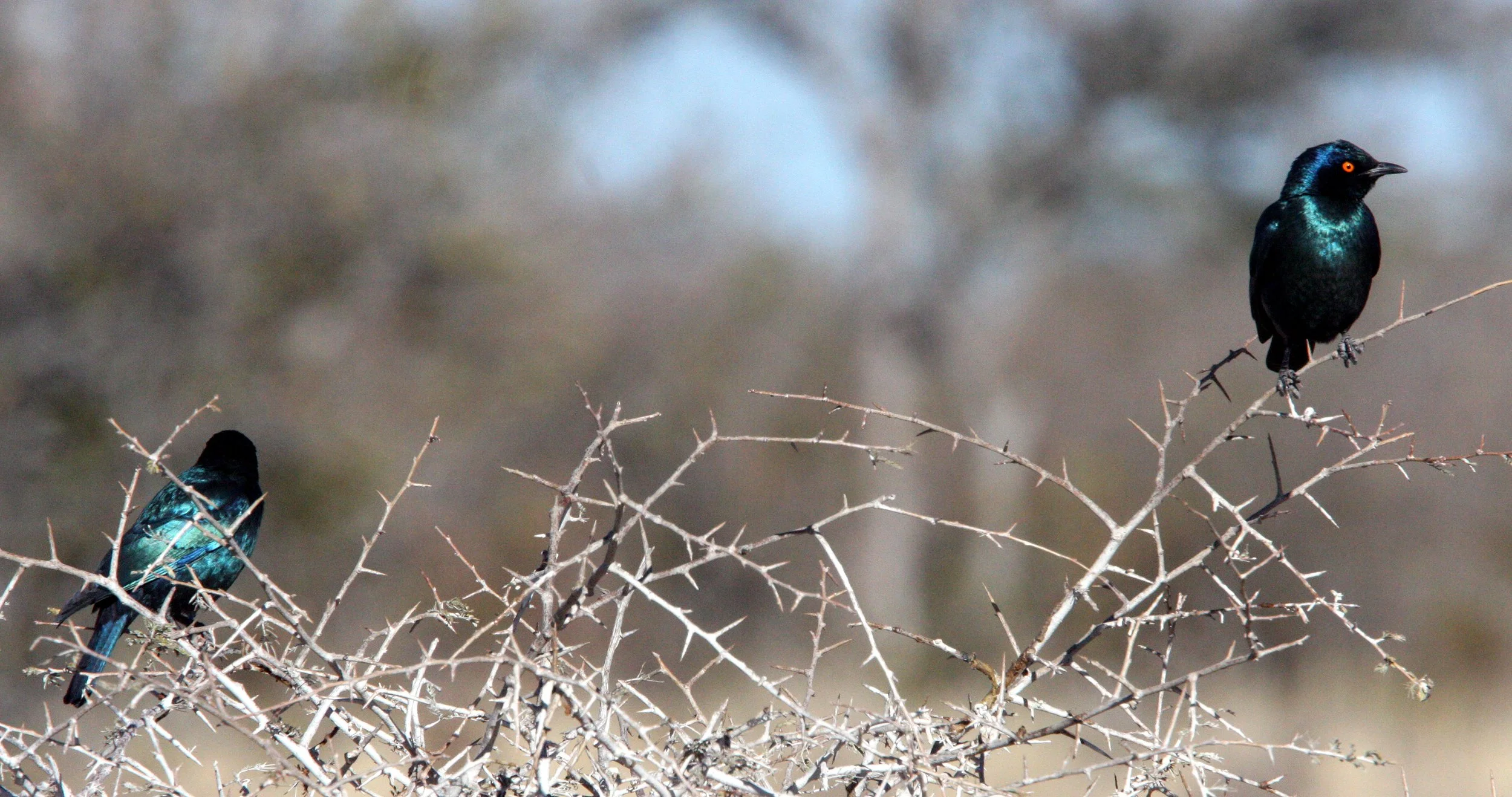 Cape Glossy Starling (Lamprotornis nitens) Etosha NP Namibia.JPG