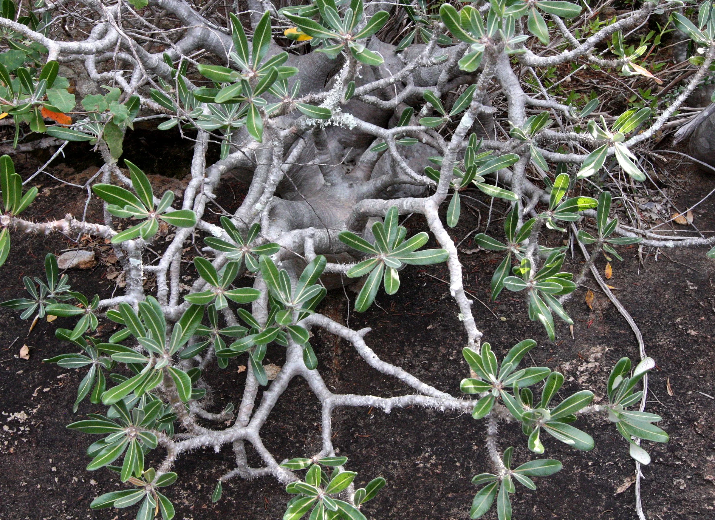 PLANT - PACHYPODIUM HOROMBENSE - ANDOHAHELA NATIONAL PARK MADGASCAR (3).JPG