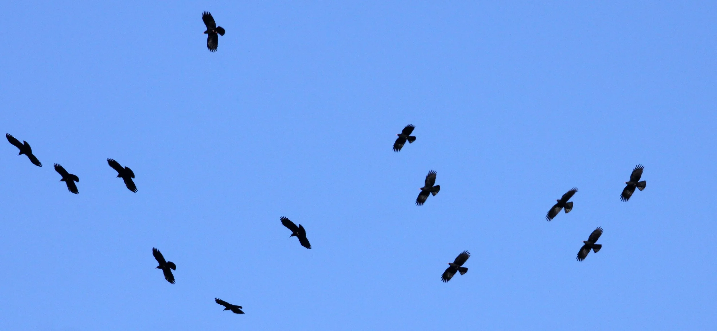 BIRD - RED-BILLED CHOUGH - NAPAHAI WETLANDS - YUNNAN CHINA (9).JPG