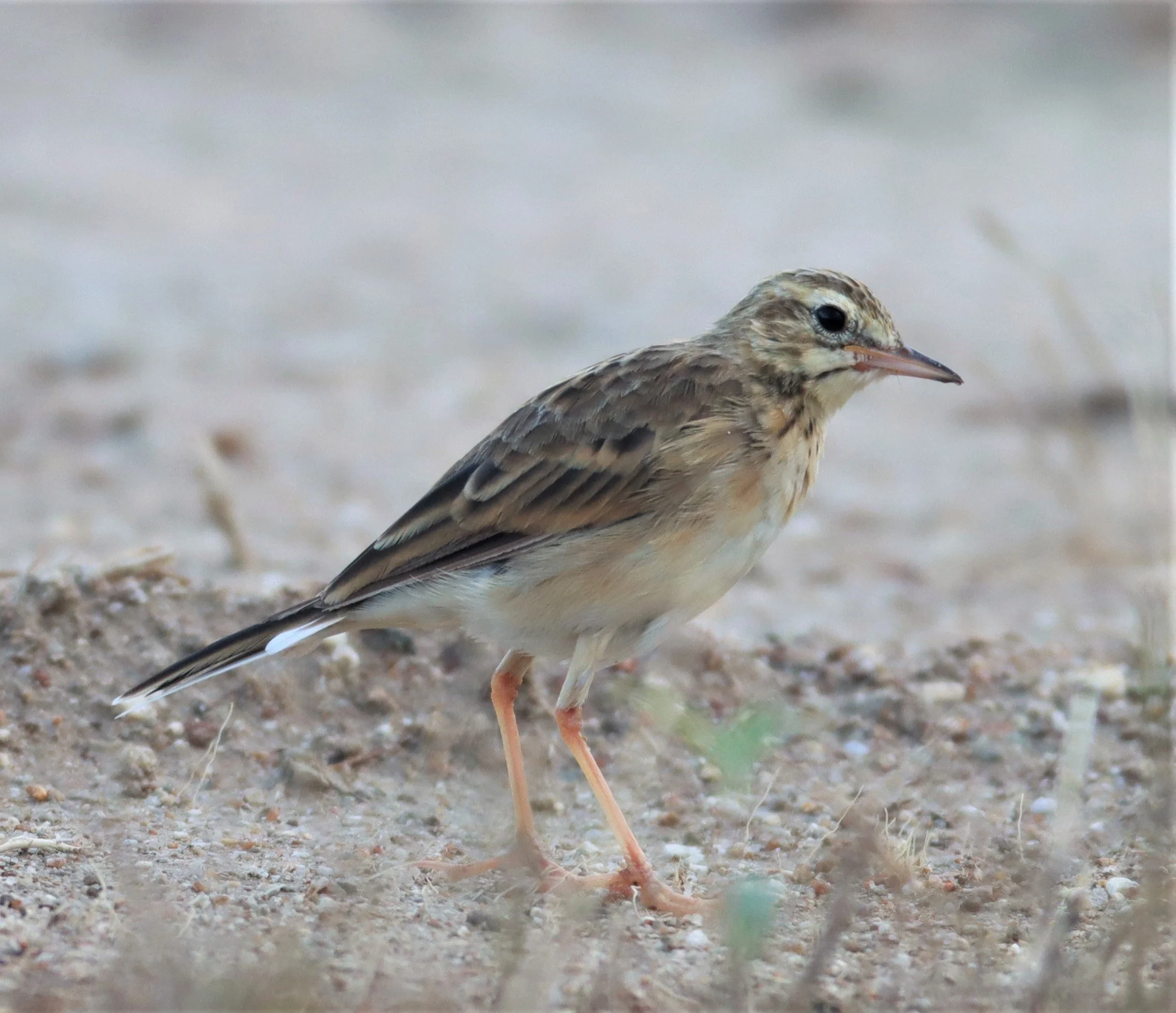Paddyfield Pipit (Anthus rufulus) PRACHUAP KHIRI KHAN AREA (9).jpg