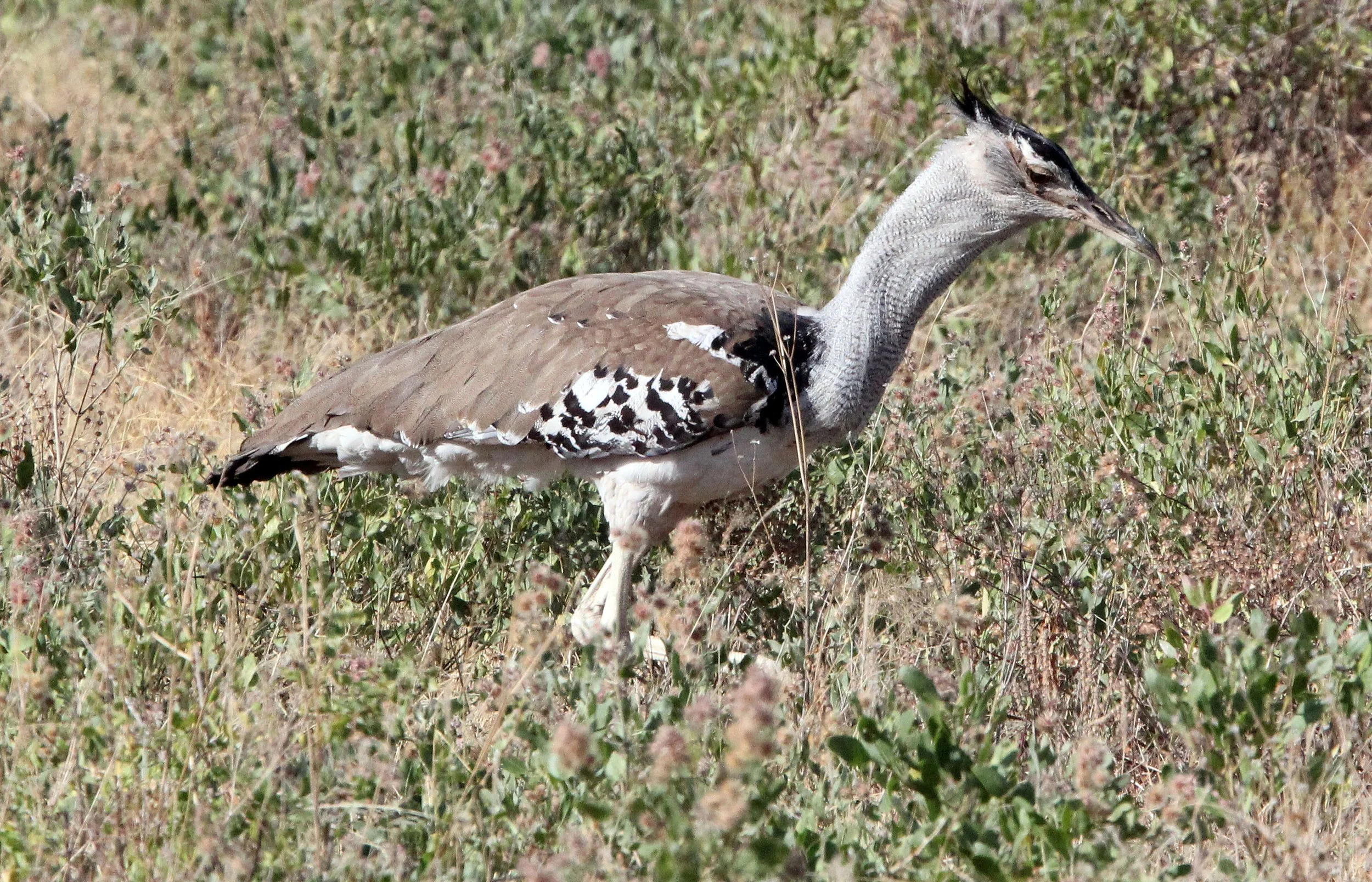 Kori bustard (Ardeotis kori) Samburu NP, Kenya (5).JPG