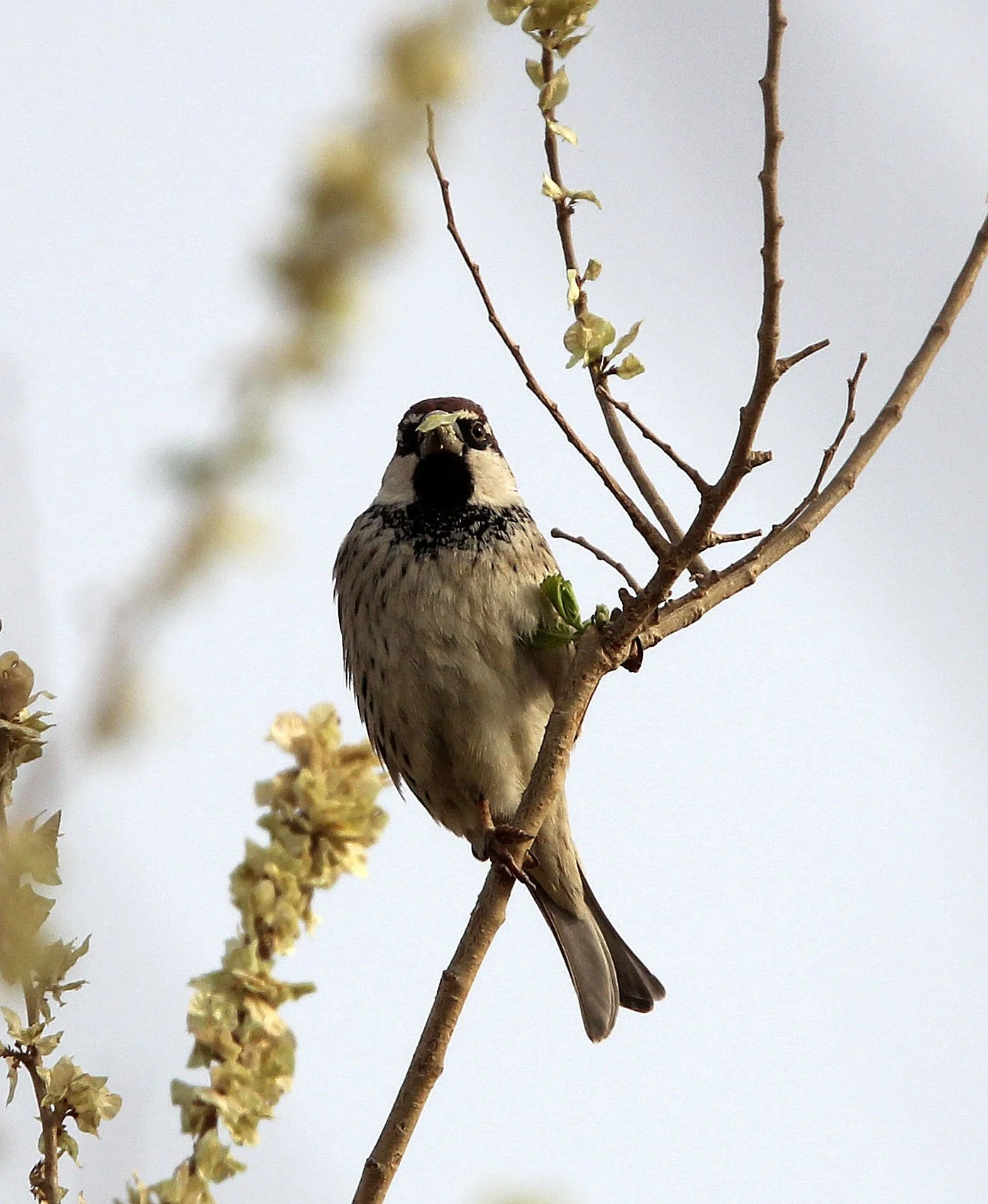 Spanish Sparrow (Passer hispaniolensis) Turpan Xinjiang China