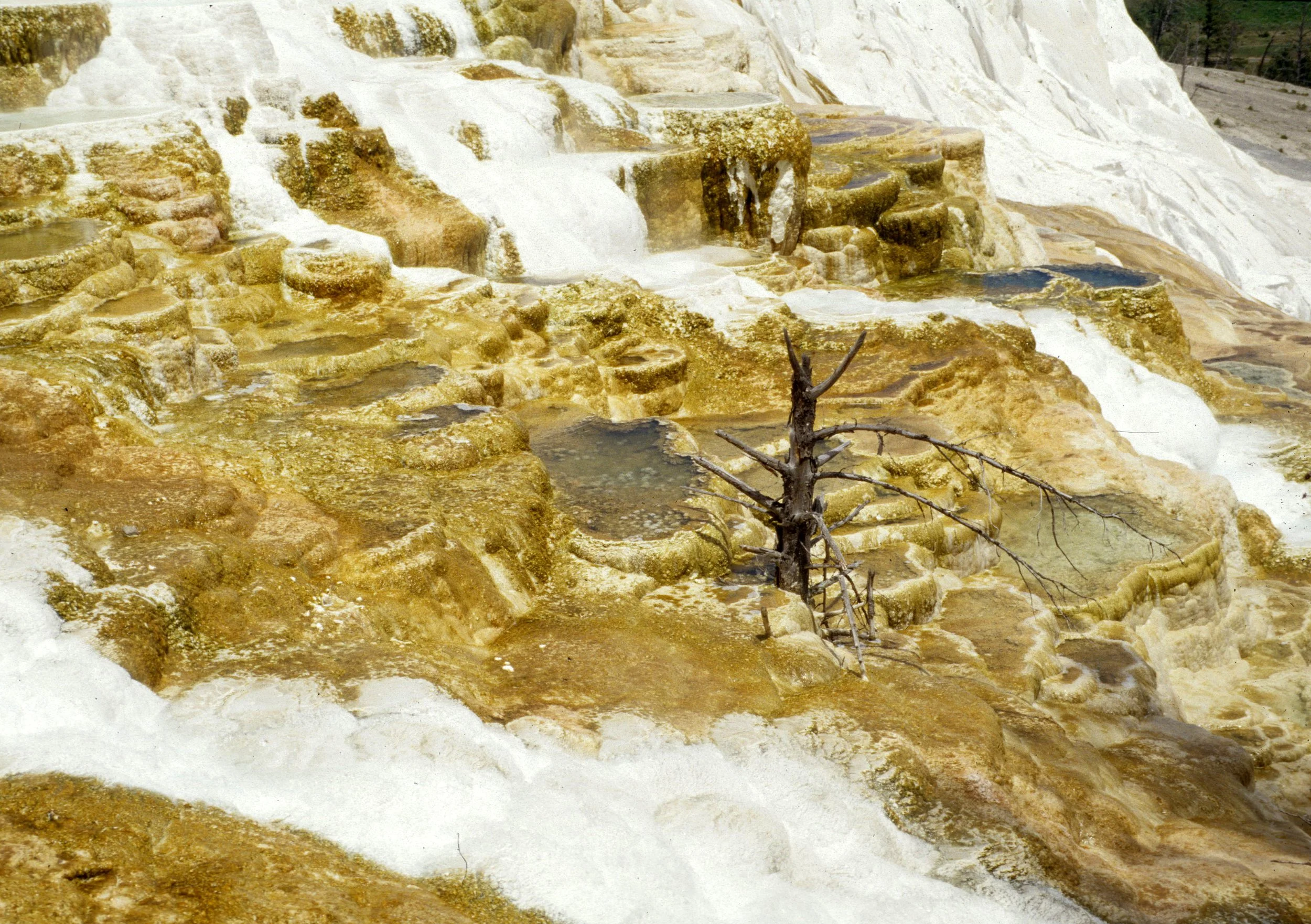YELLOWSTONE - MAMMOTH HOTSPRINGS U.jpg