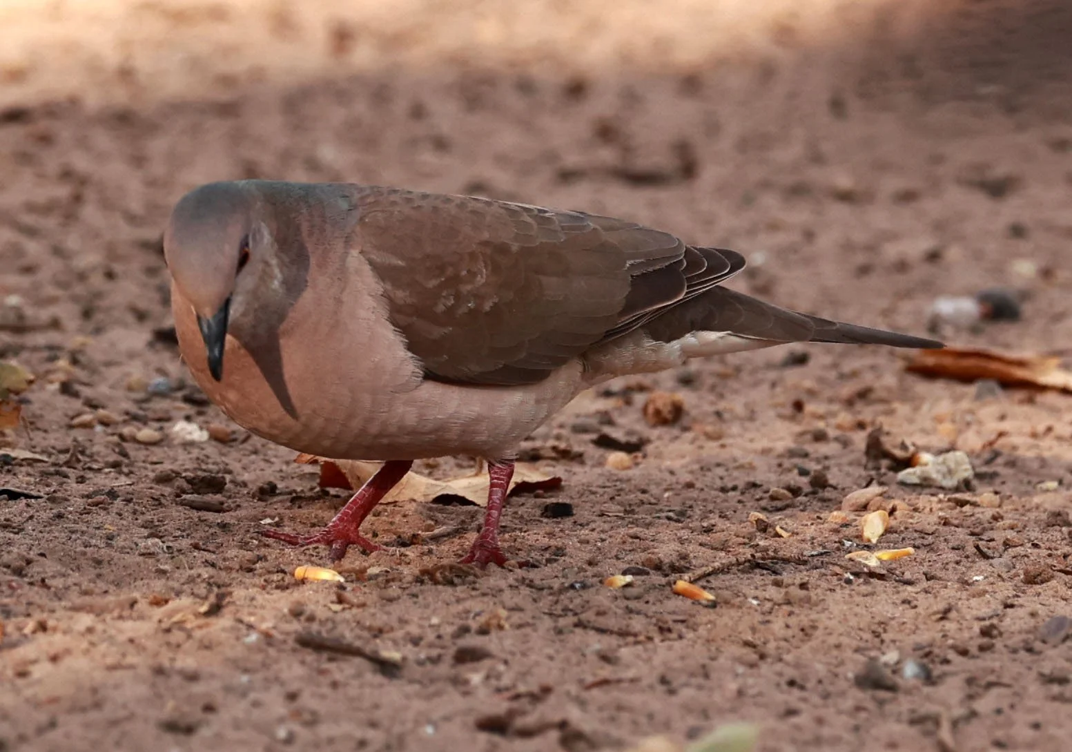 Gray-fronted Dove (Leptotila rufaxilla) Porto Alegre Lodge, Pantanal (4).jpg