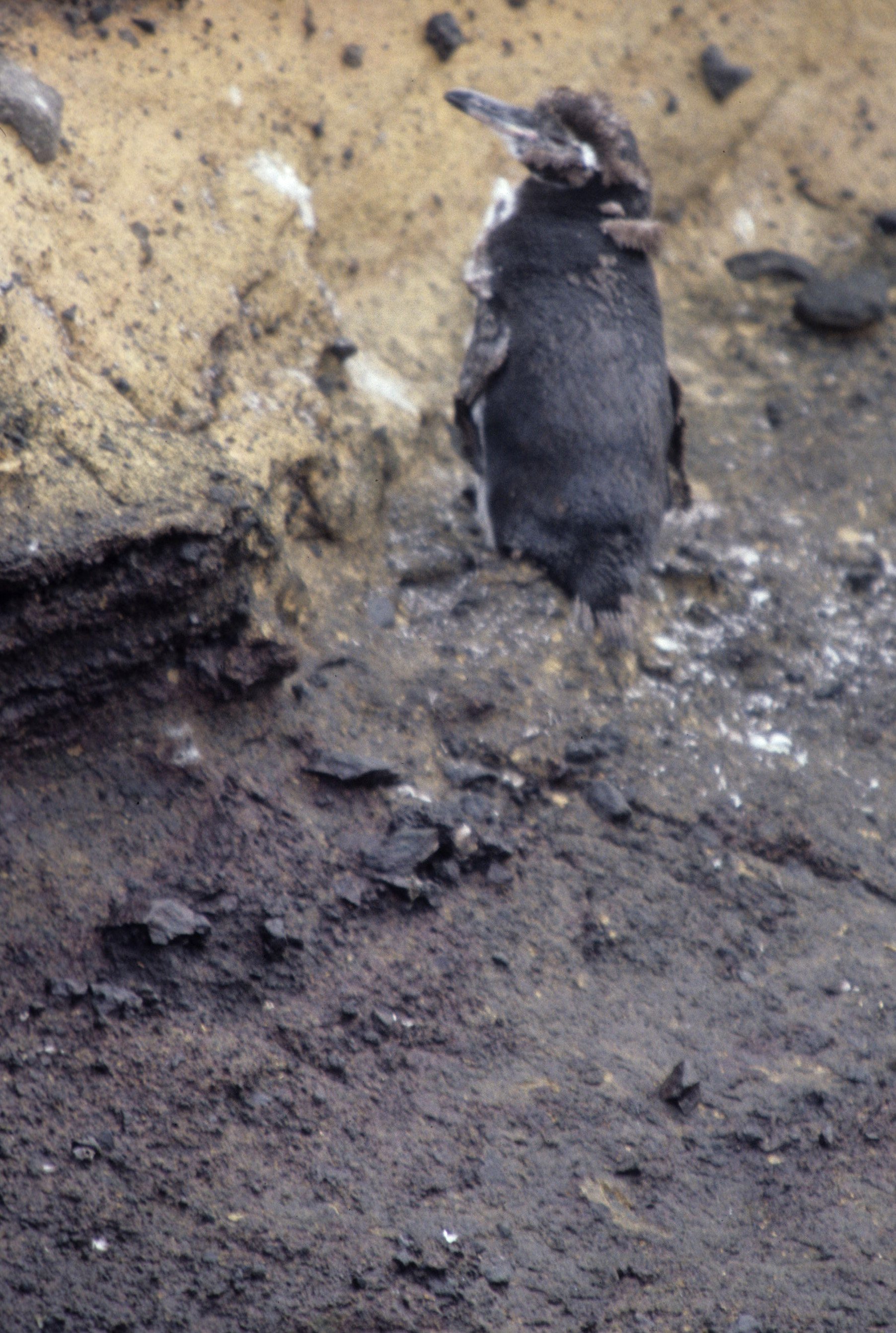 Galapagos Penguin (Spheniscus mendiculus) Galapagos Islands Ecuador (5).jpg